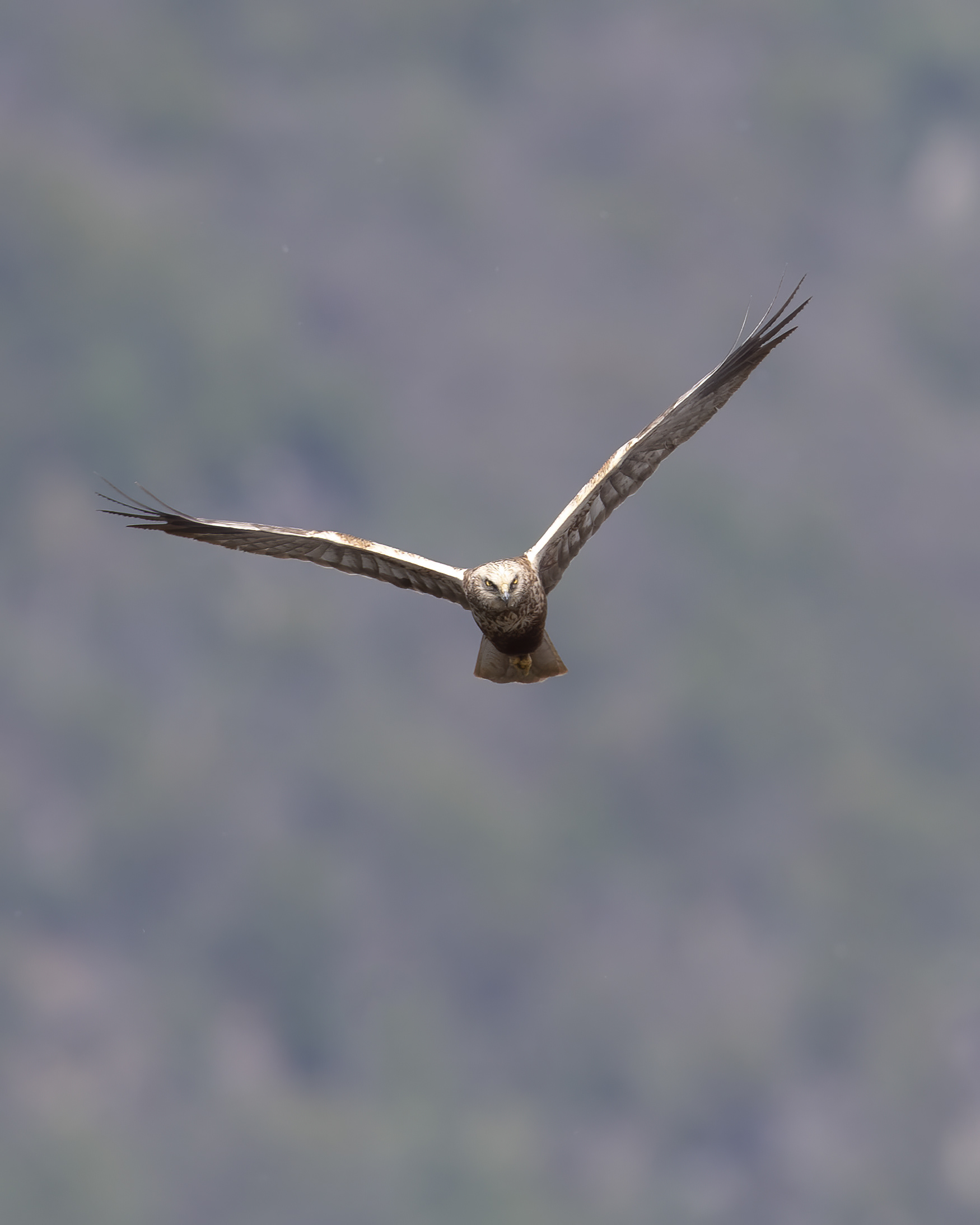 Falco di Palude