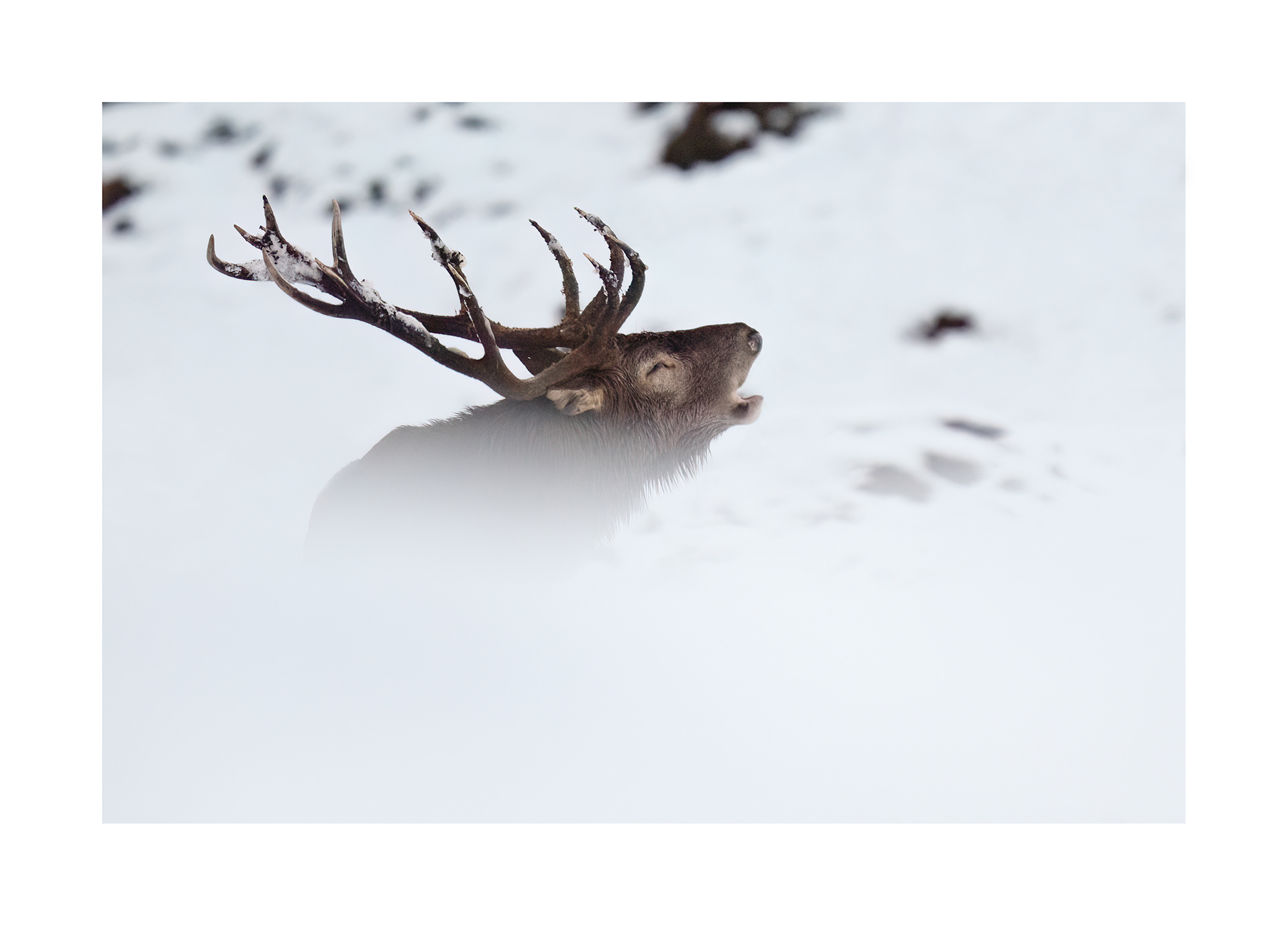 Bramito 2025, Ticino