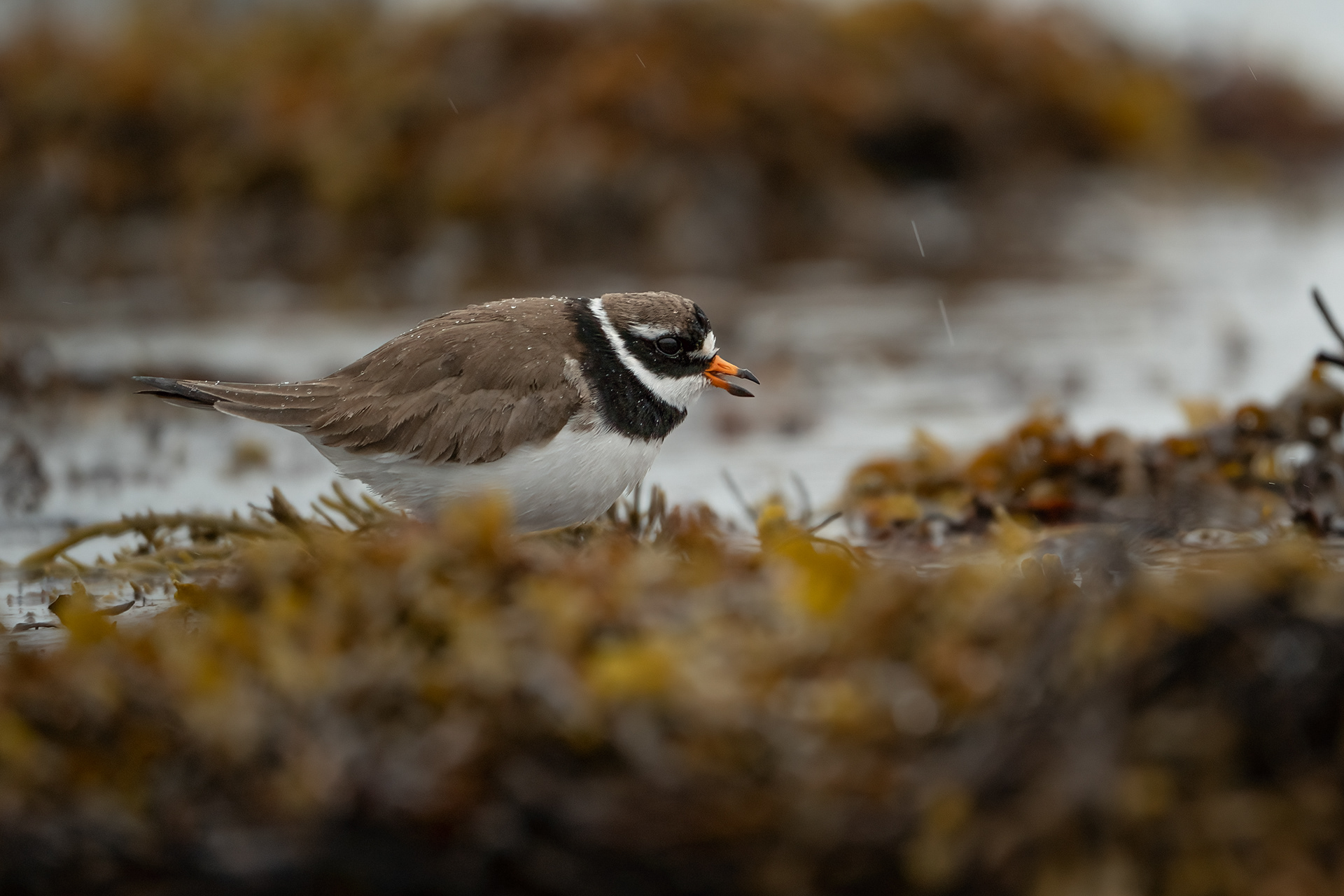 Ringed plover