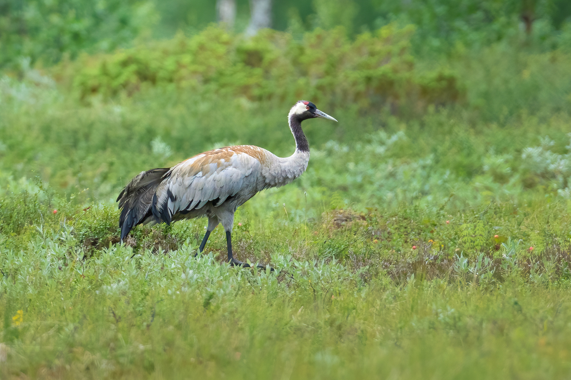 Crane