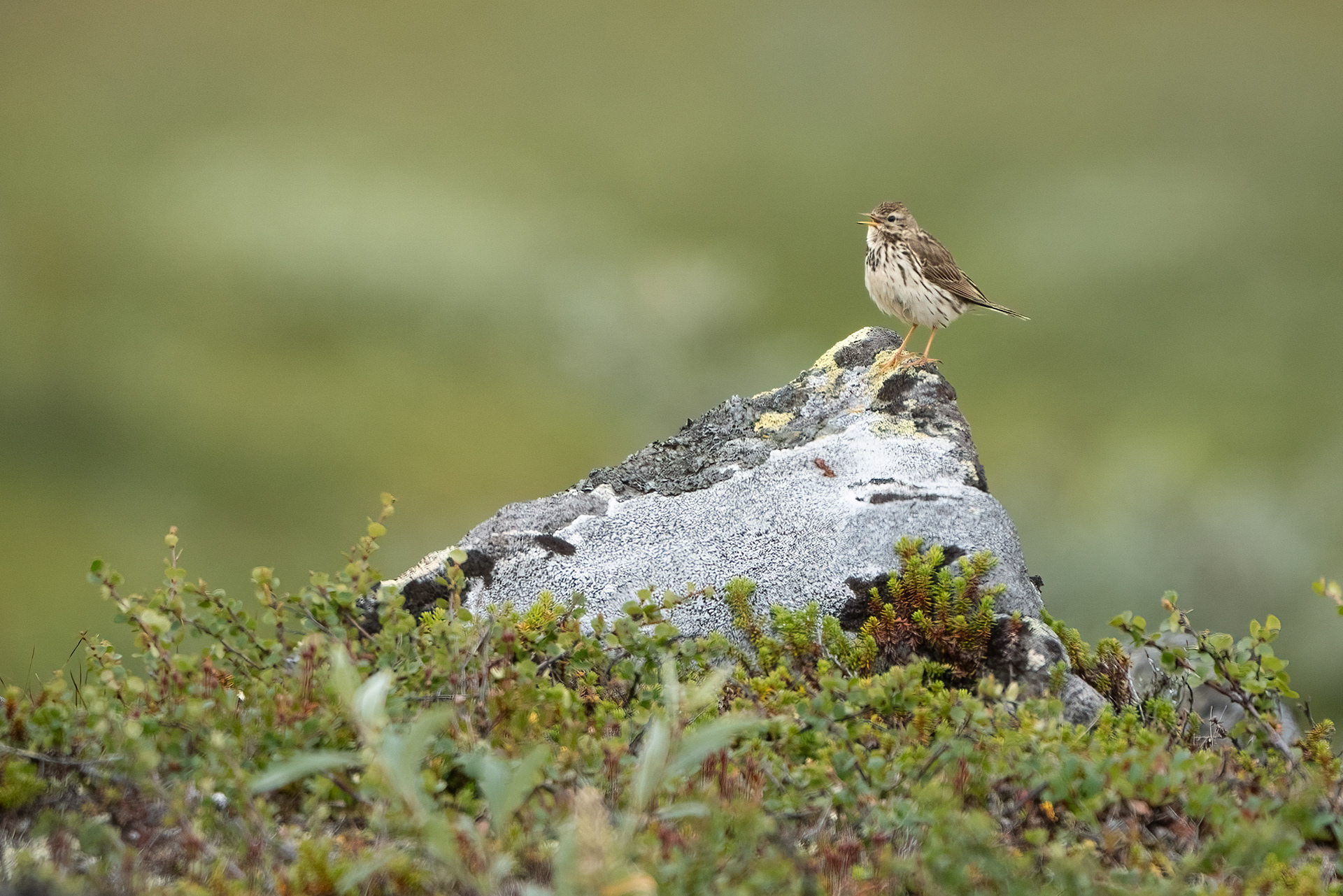 Meadow Pipit