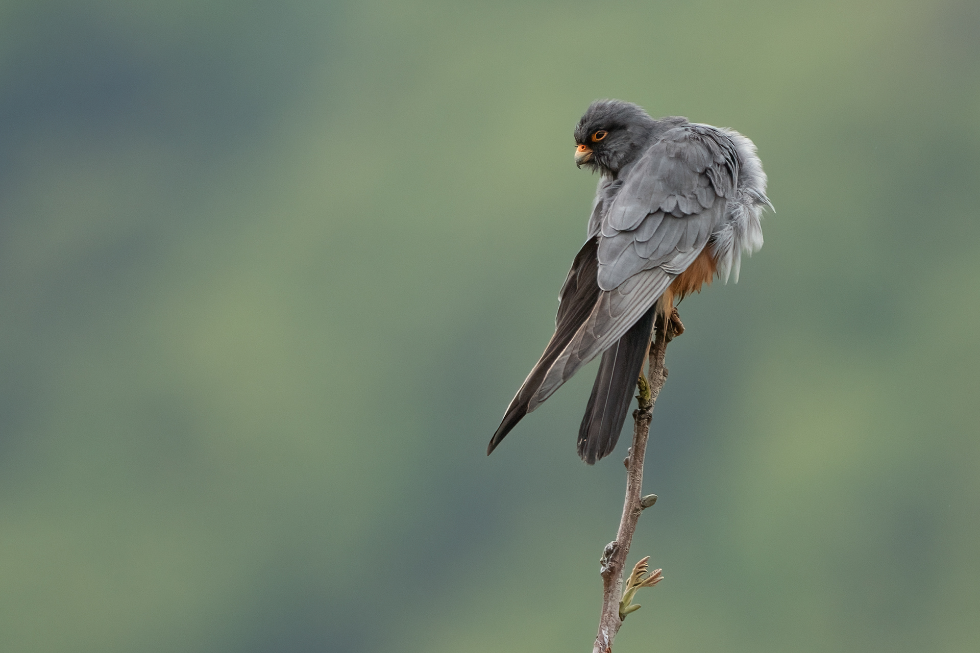 Falco cuculo