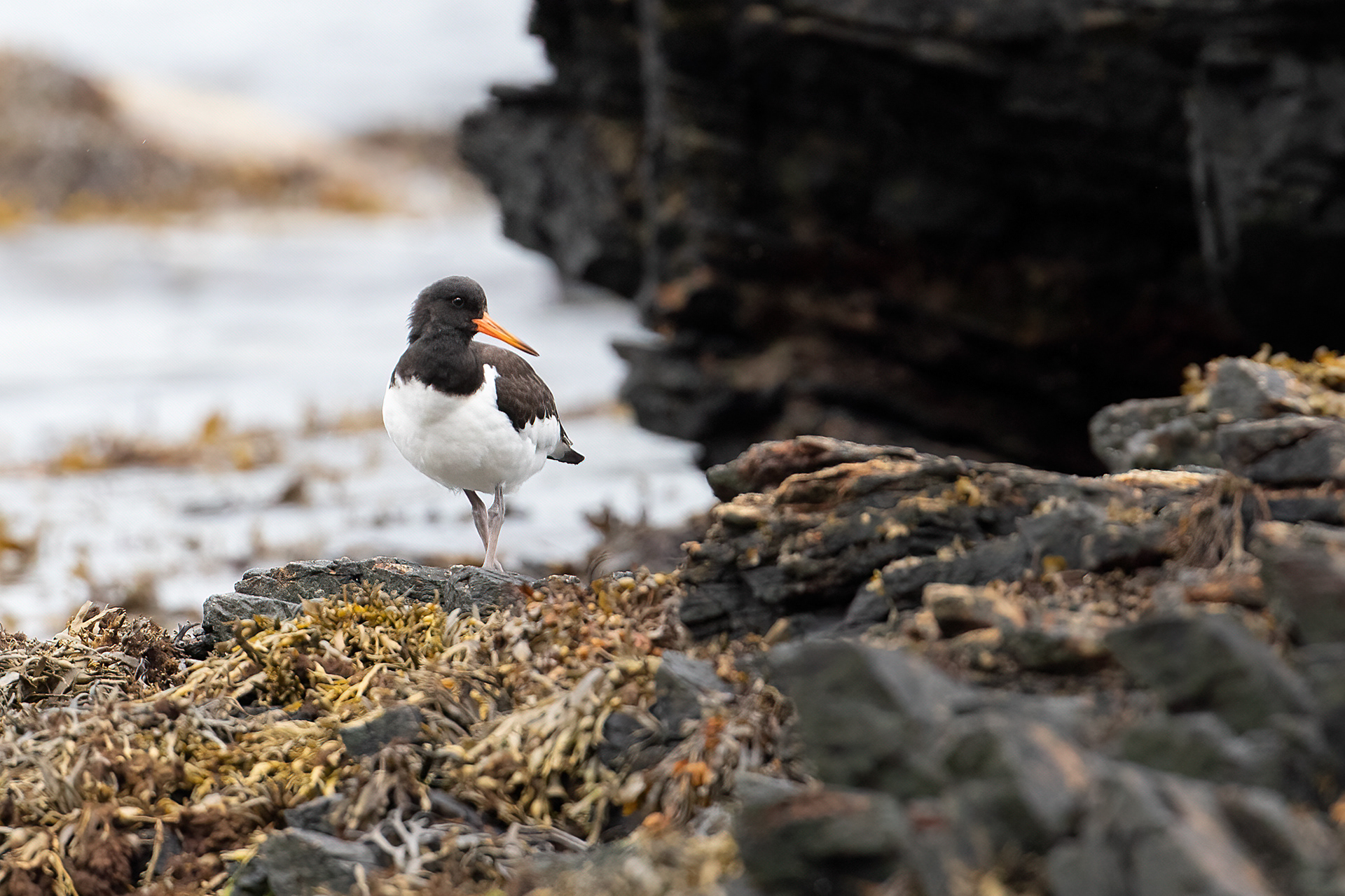 Oystercatcher