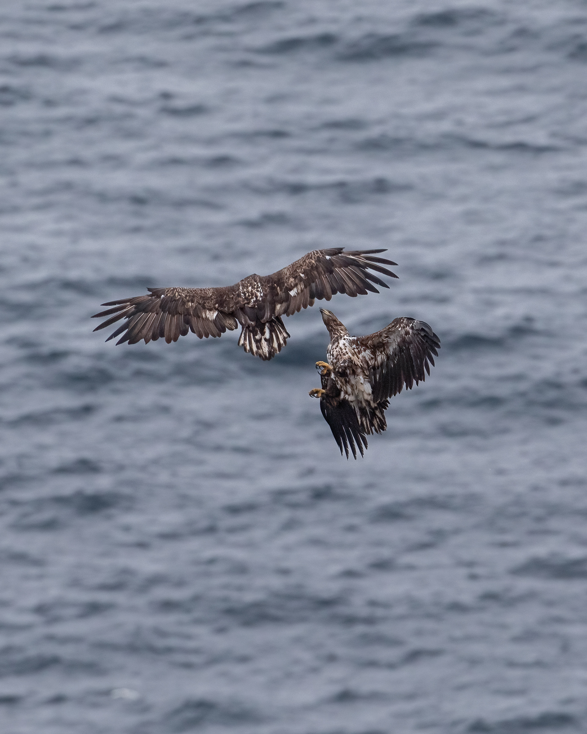 White-tailed eagle