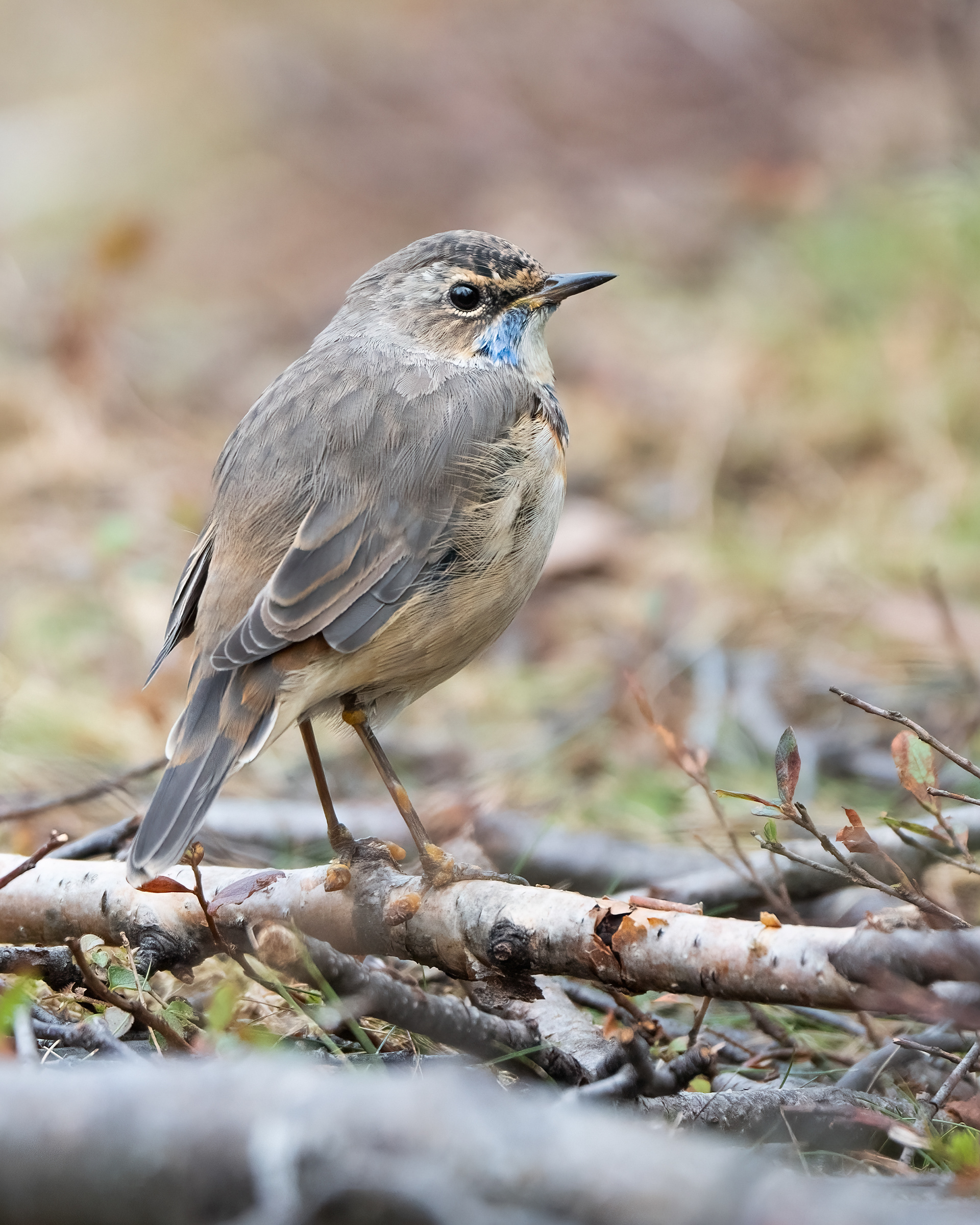 Bluethroat