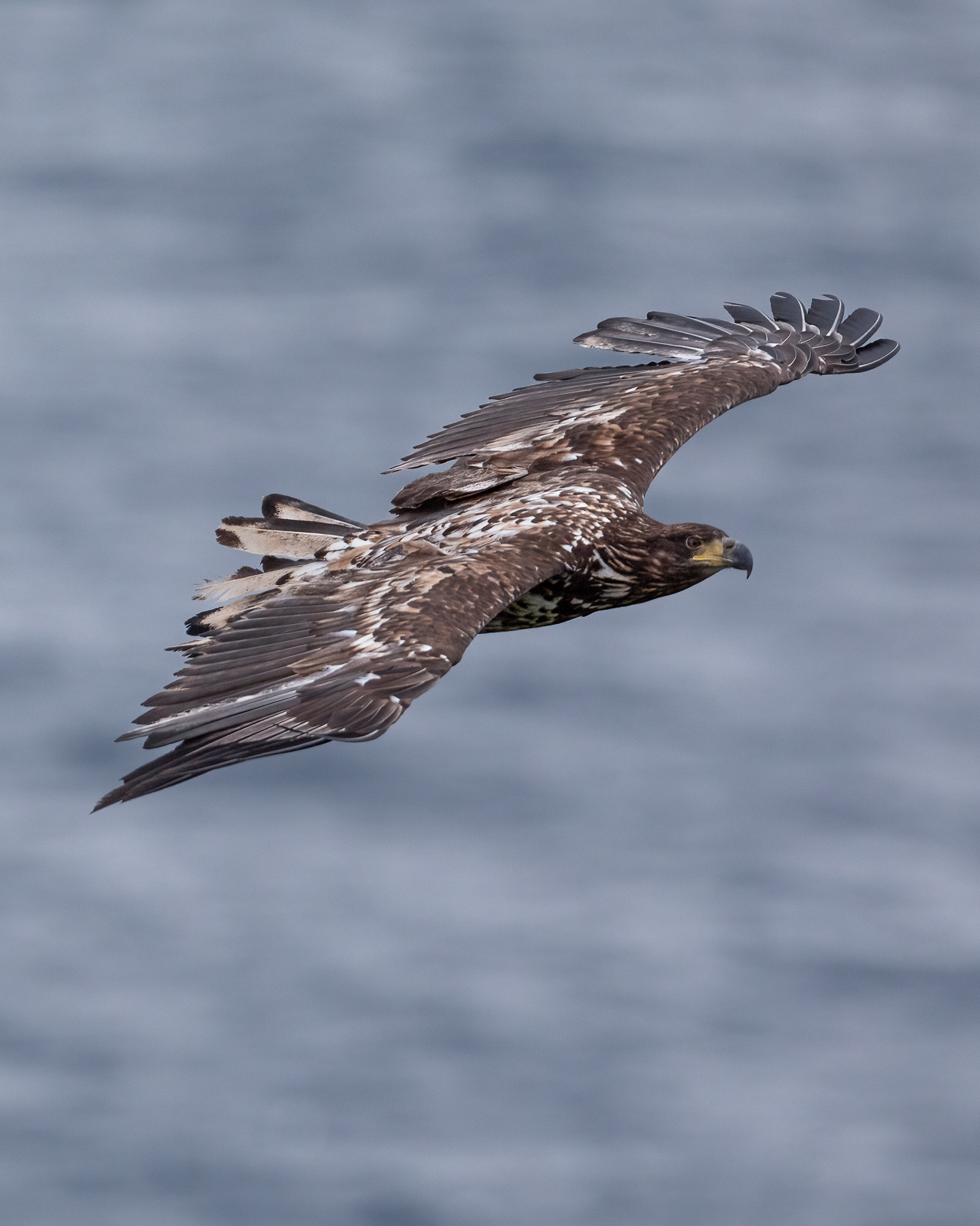 White-tailed eagle