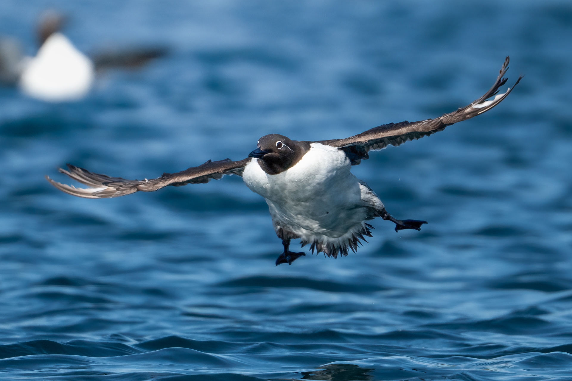Guillemot