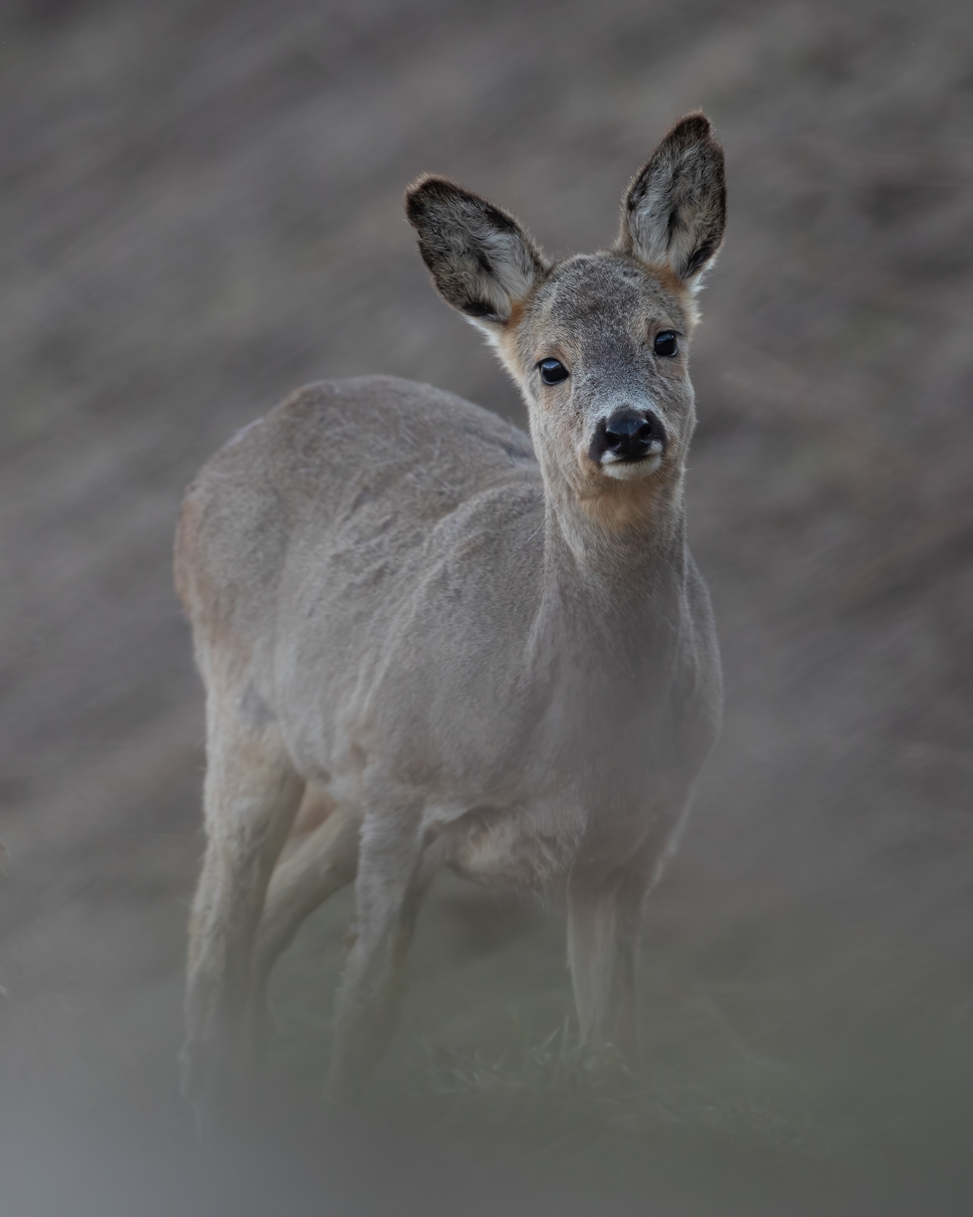 Capriolo