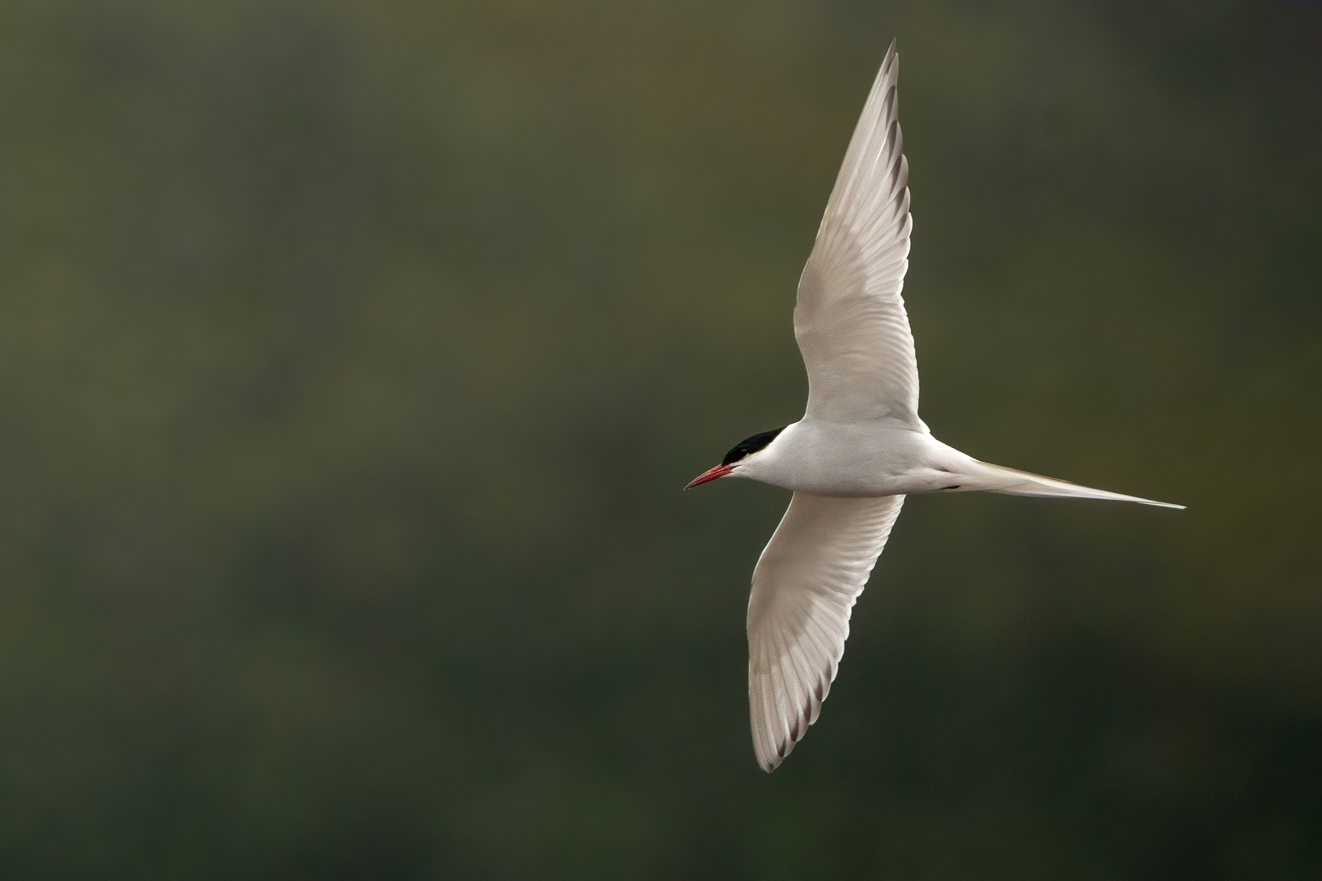 Arctic Tern