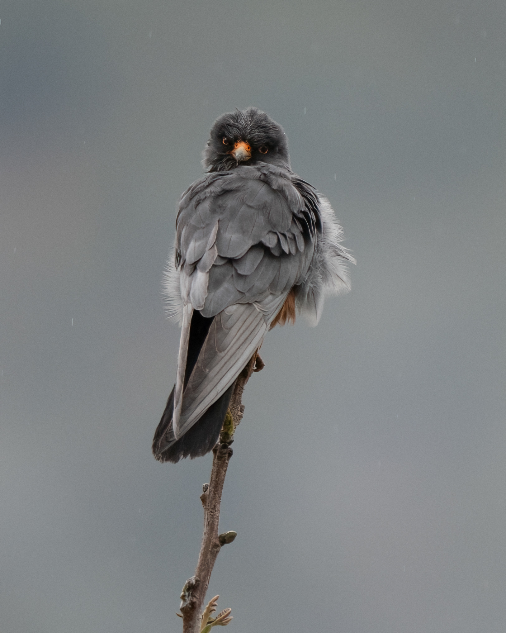 Falco cuculo