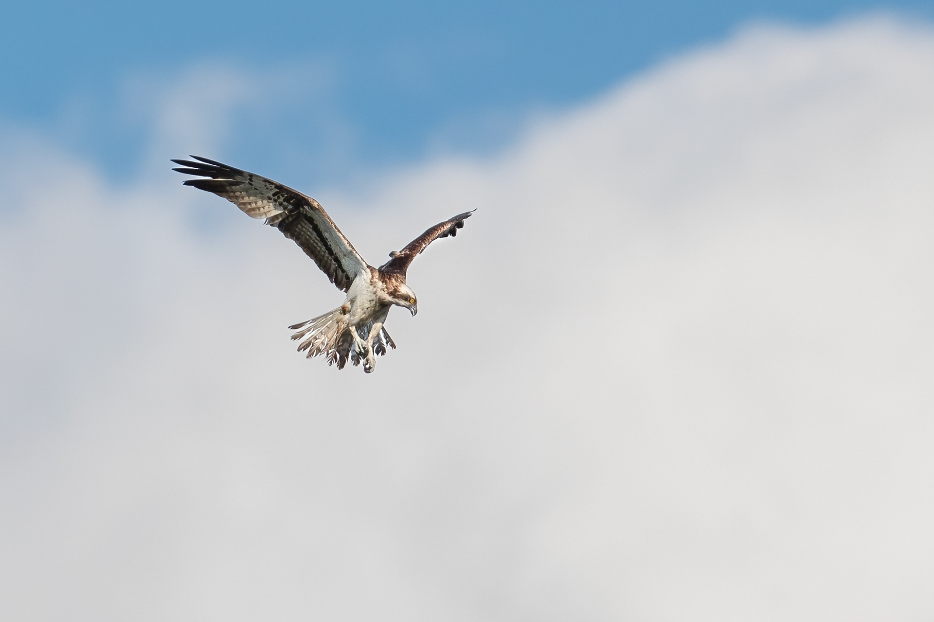 Osprey