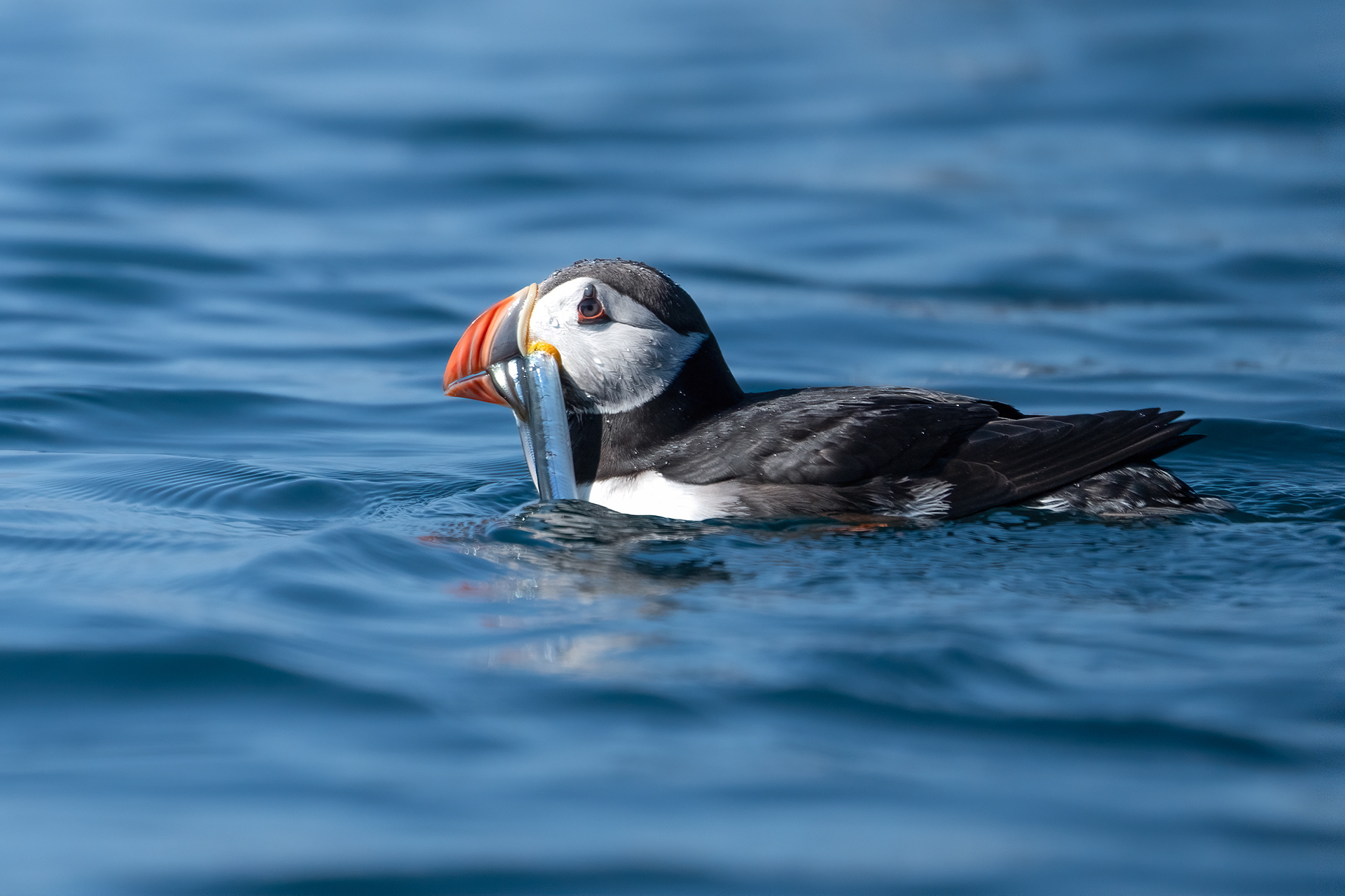 Puffin