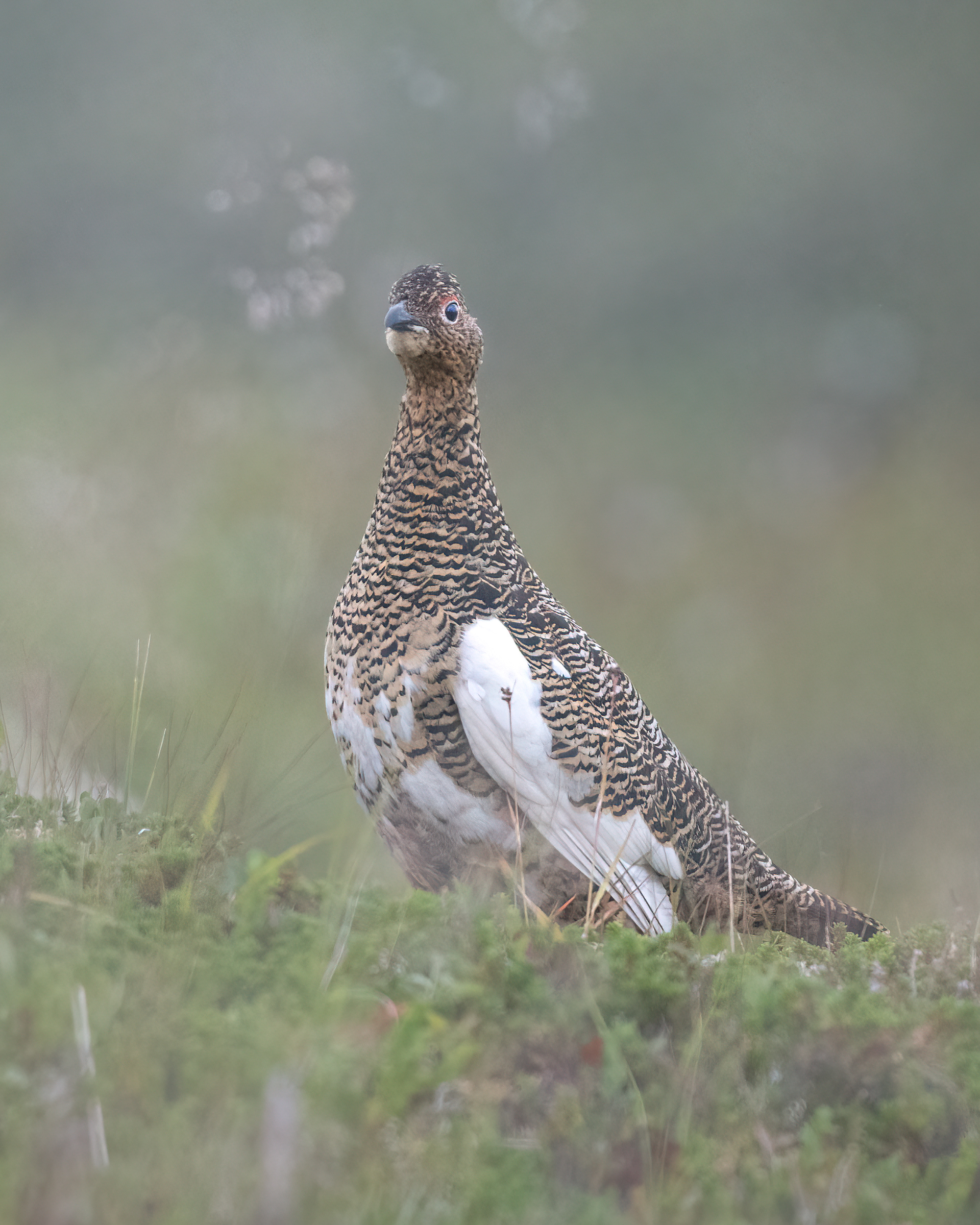 Willow ptarmigan