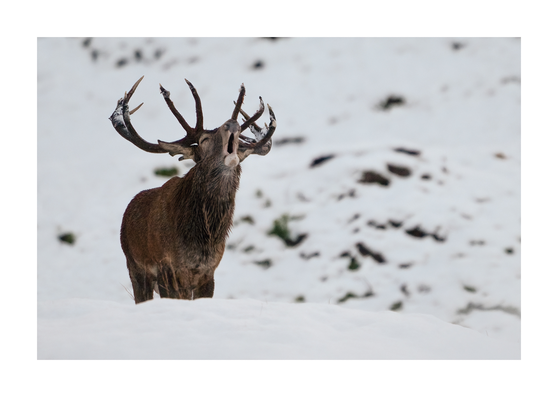 Bramito 2025, Ticino