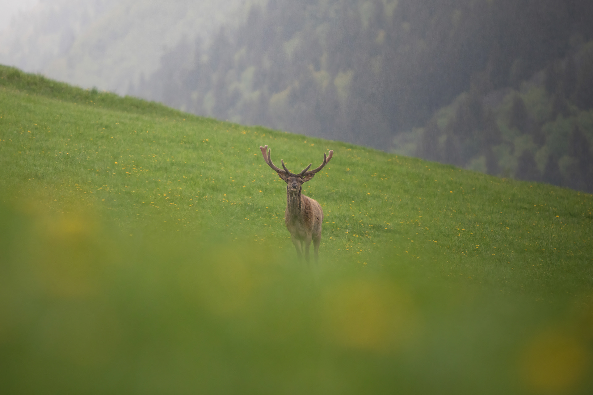 Cervo