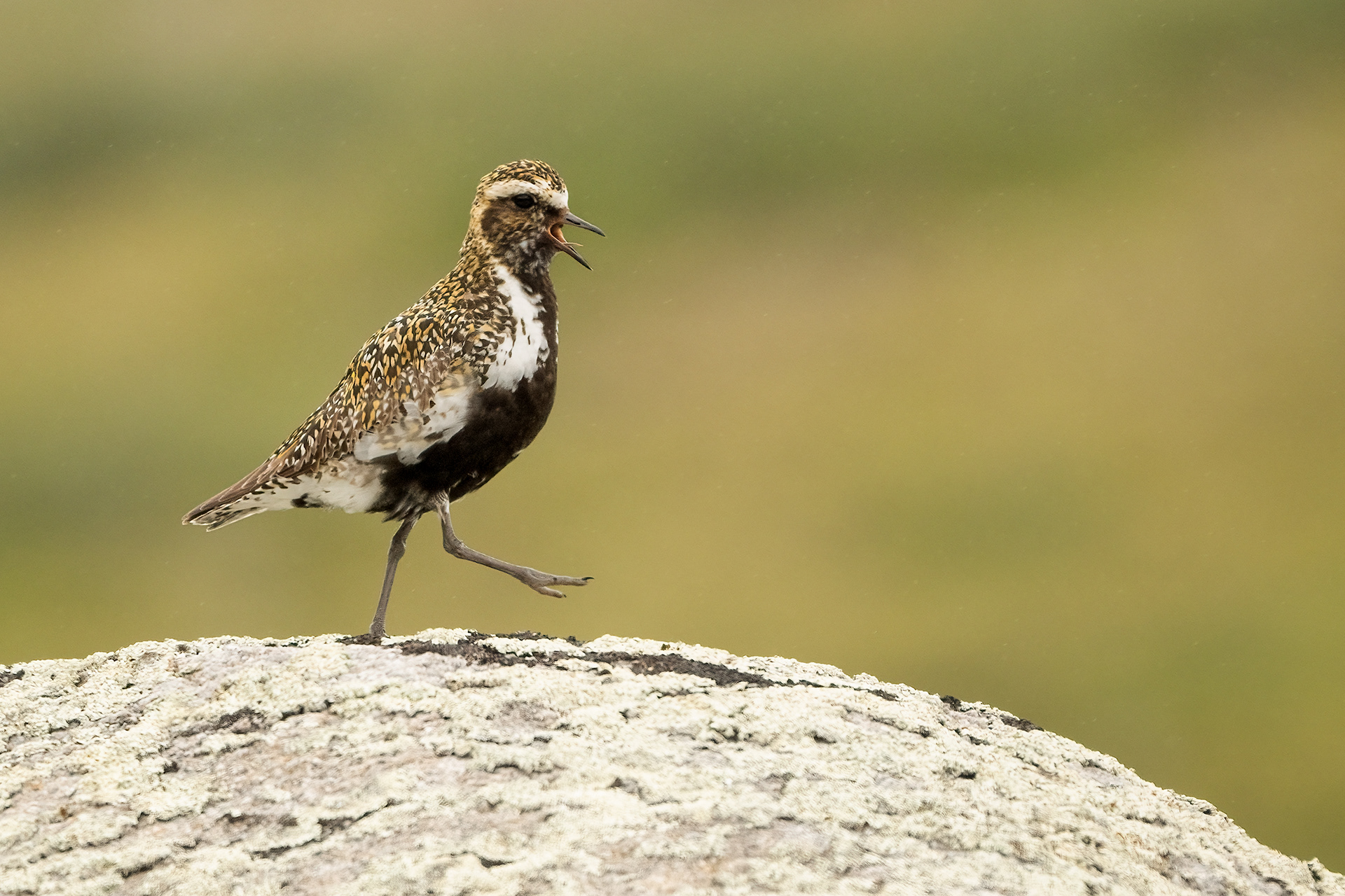 Golden plover