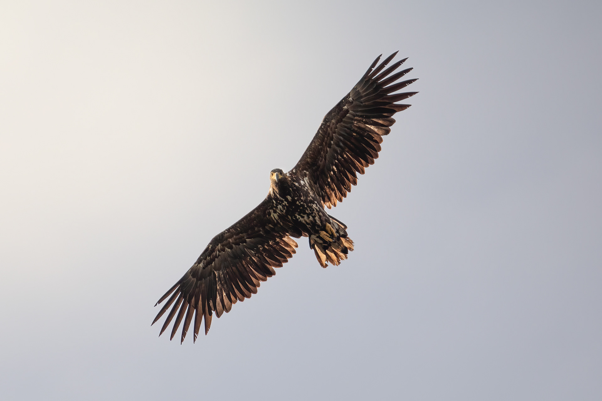 White tailed eagle