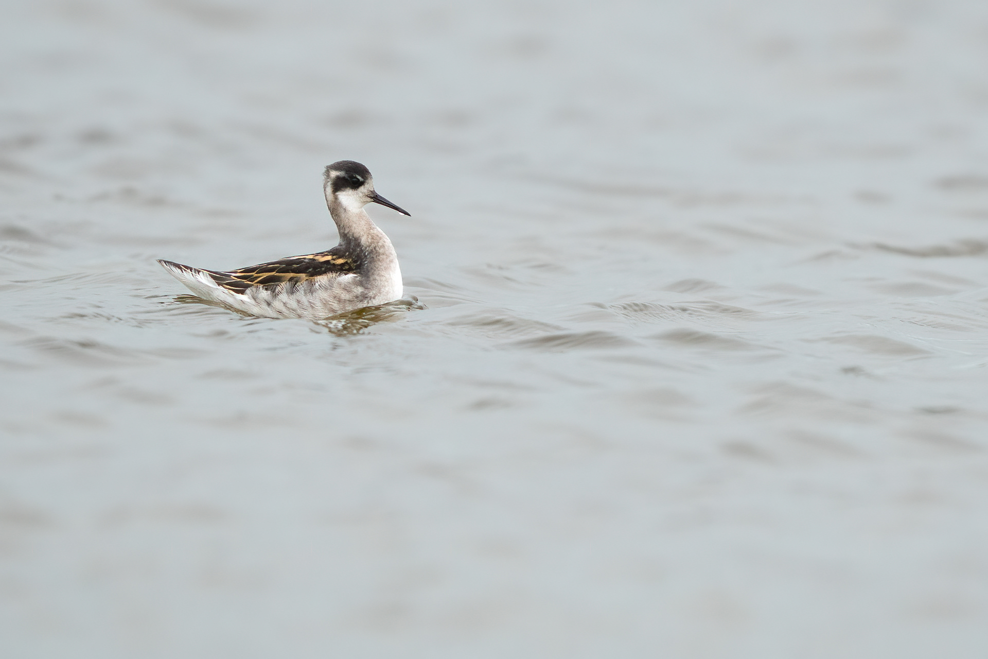 Red-necked phalarope