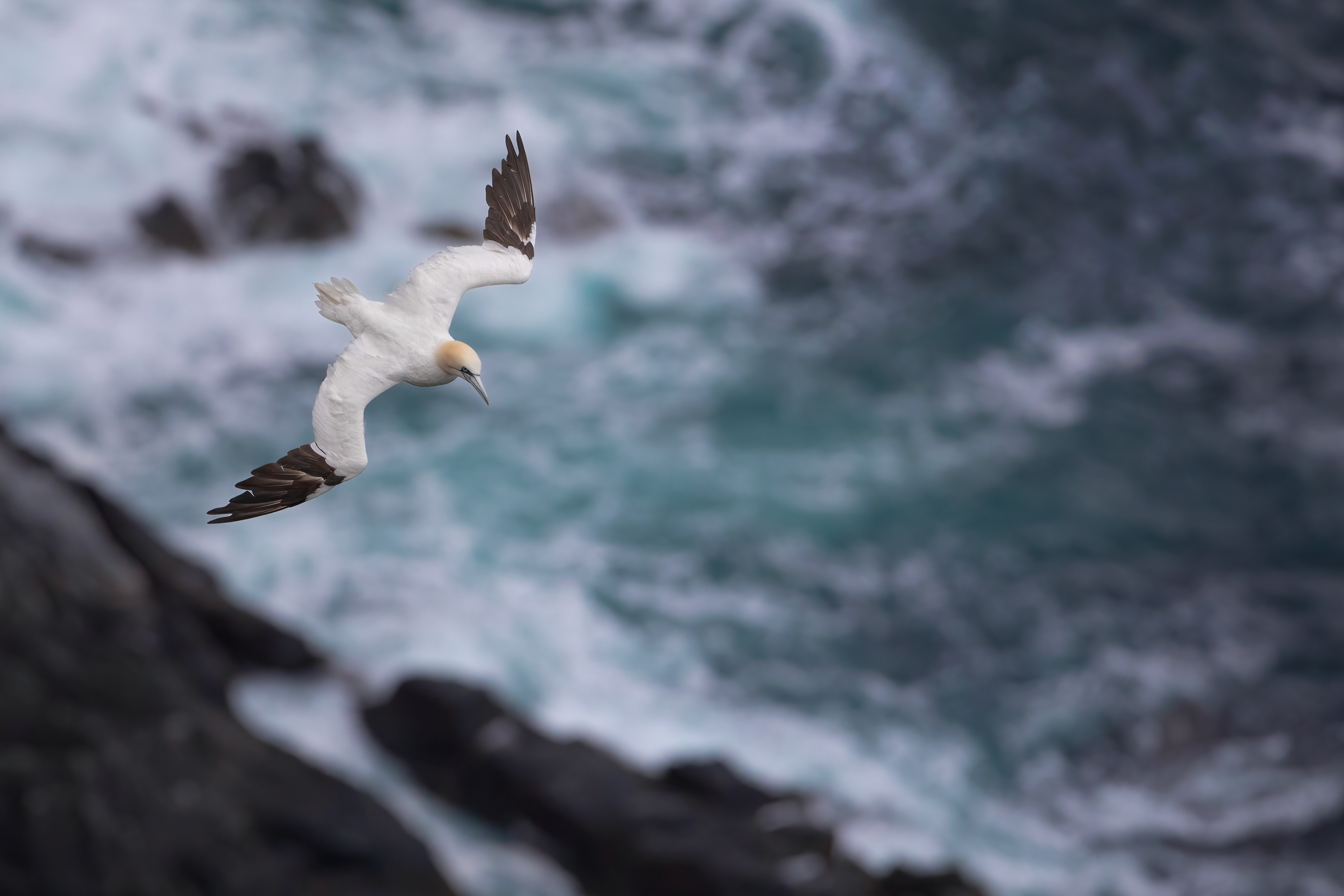 Northern gannet