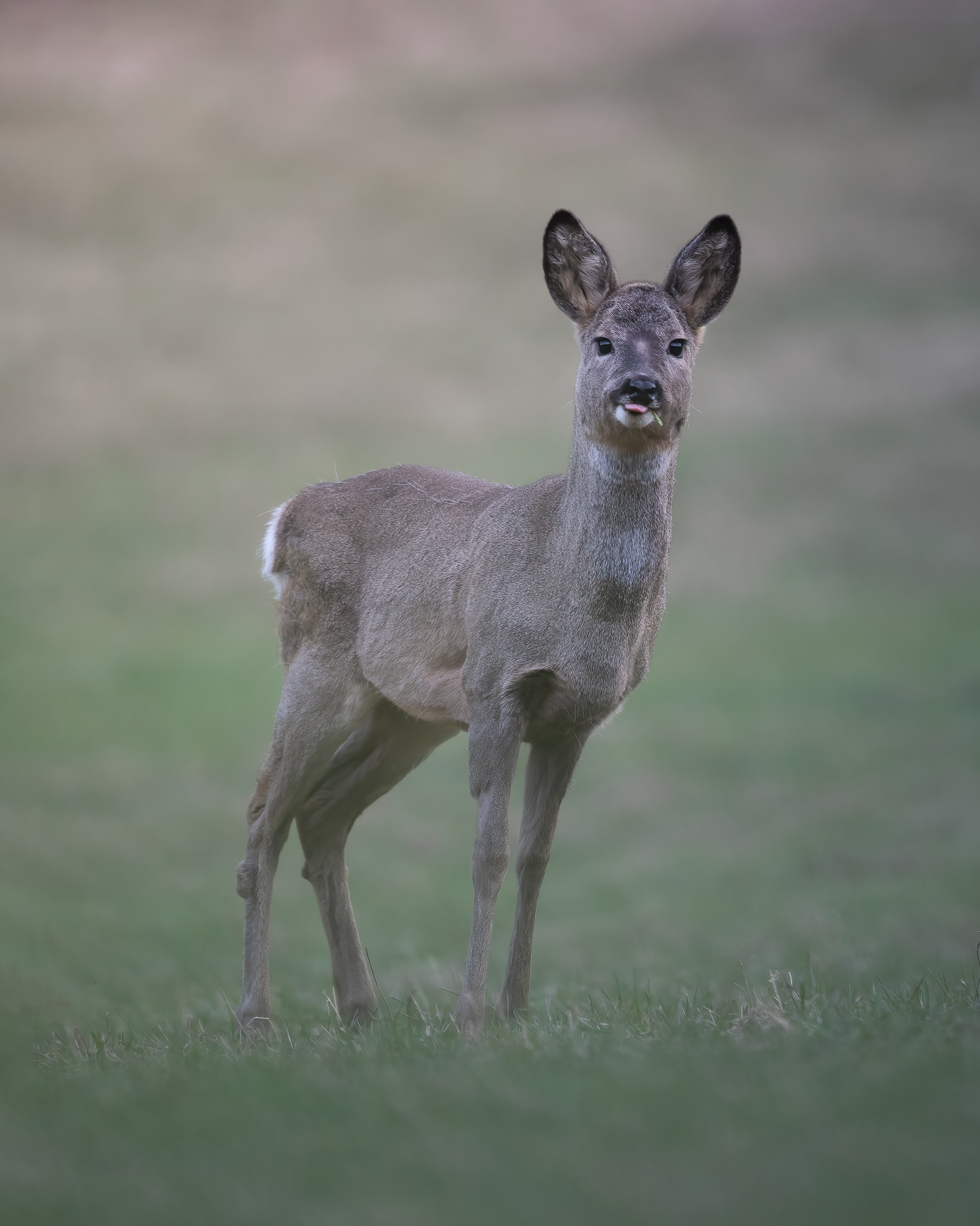 Capriolo