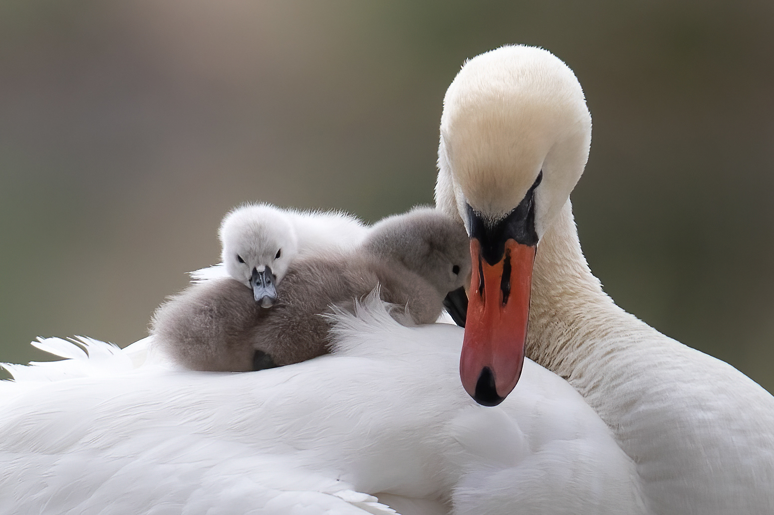 Cigno reale