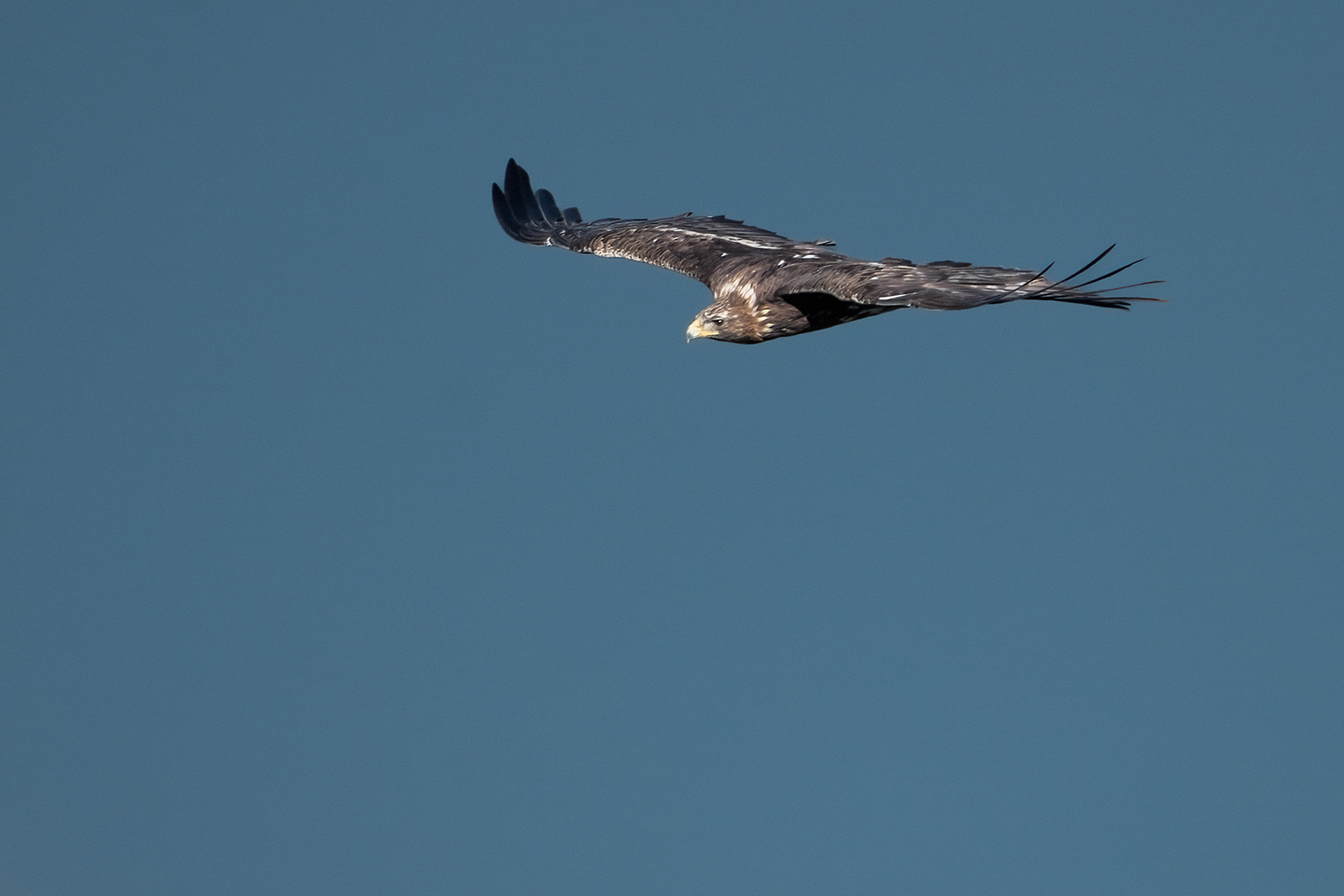 Aquila reale