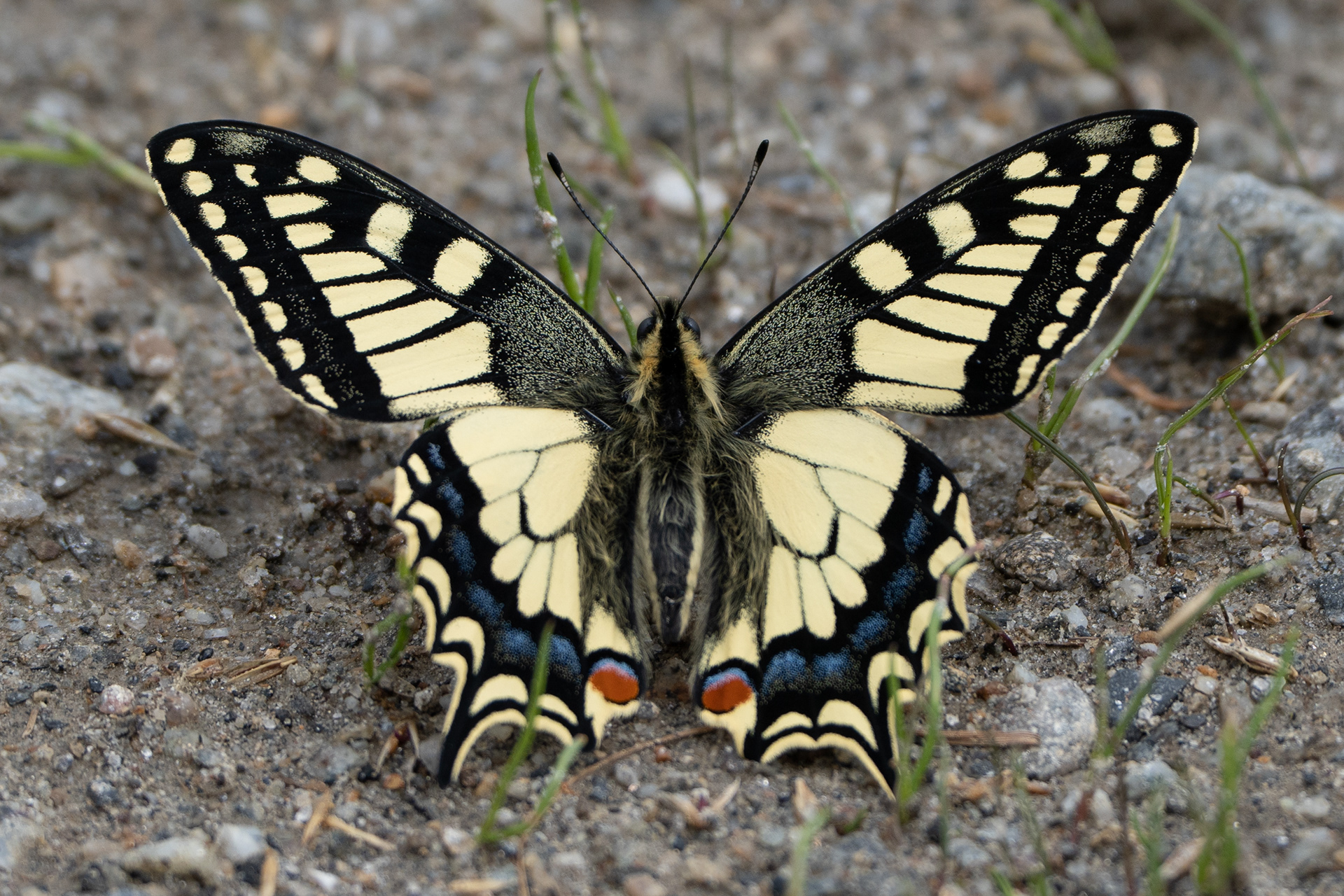 Macaone (Papilio machaon)