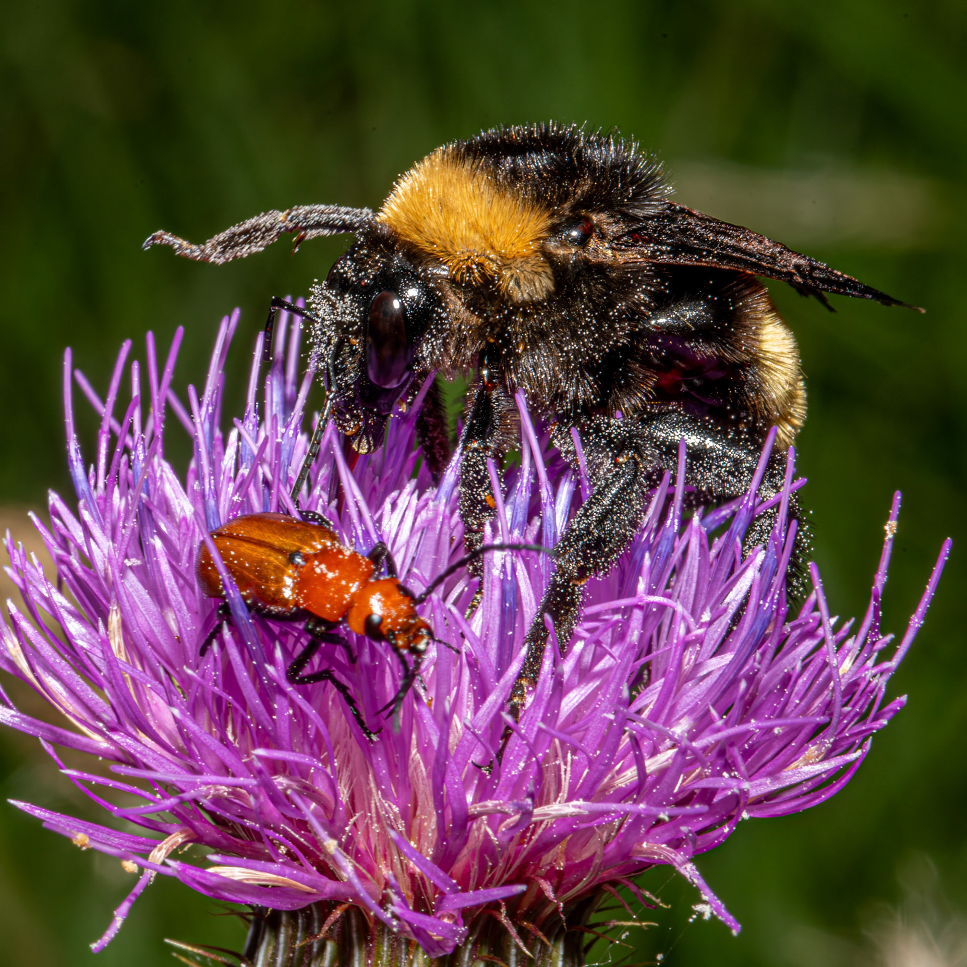 Wildlife in Focus 2025 3rd Place Bees