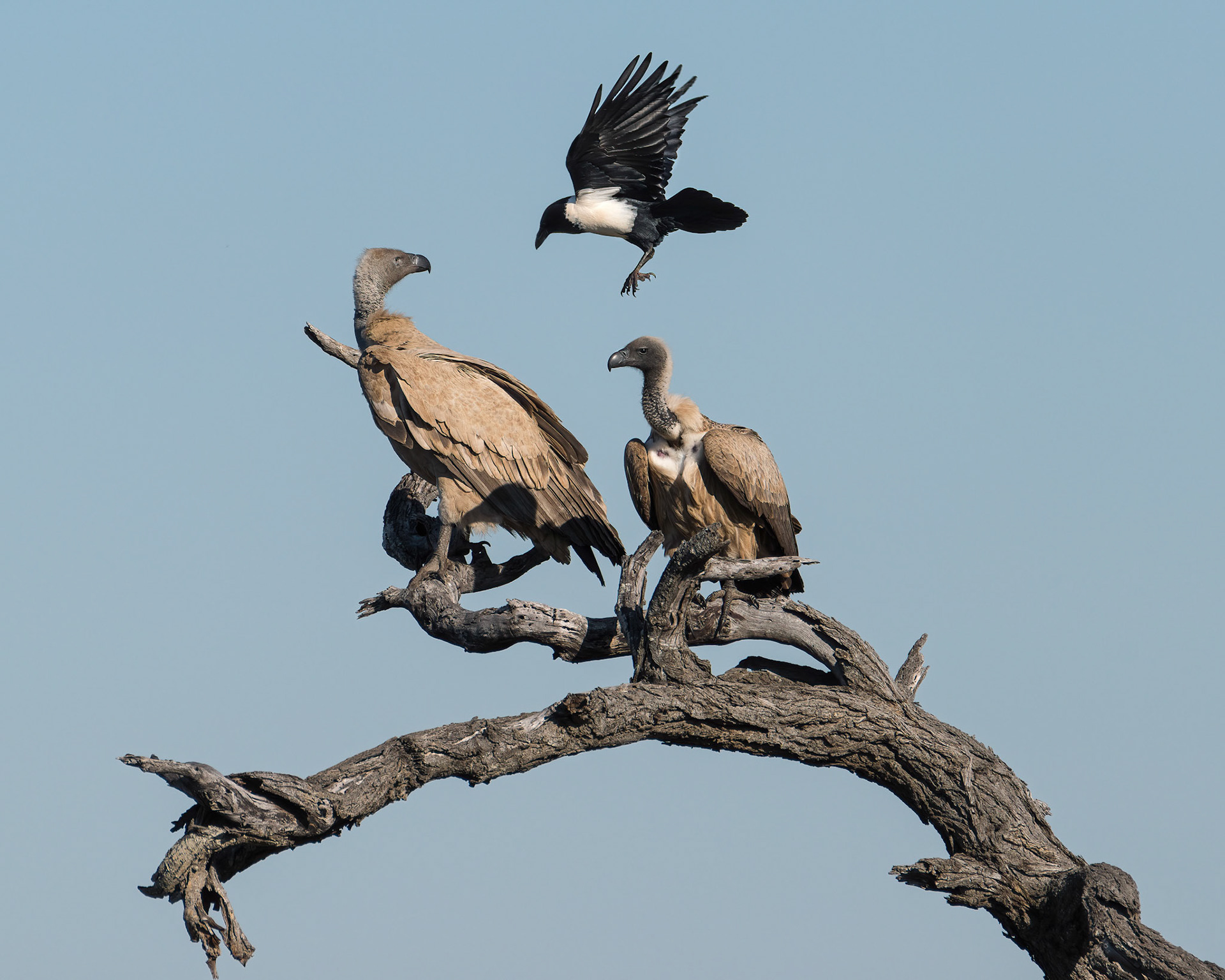 White-backed vultures harrassed