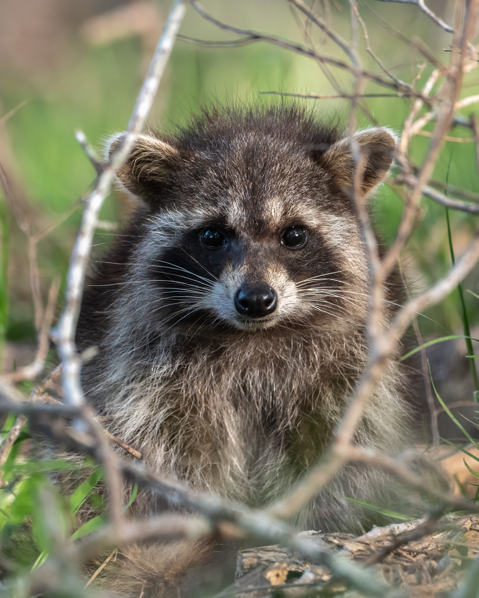 WILDLIFE IN FOCUS 2025 AWARDS - HONORABLE MENTION RACOONS