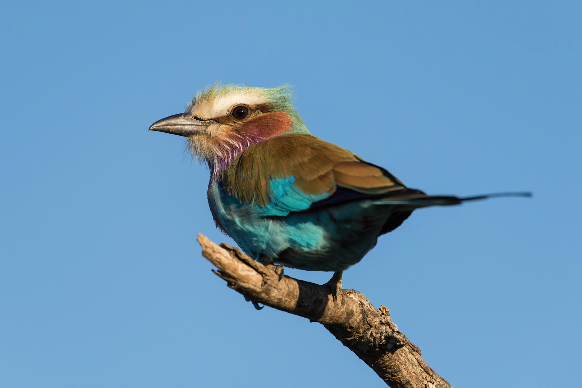 Lilac-breasted roller