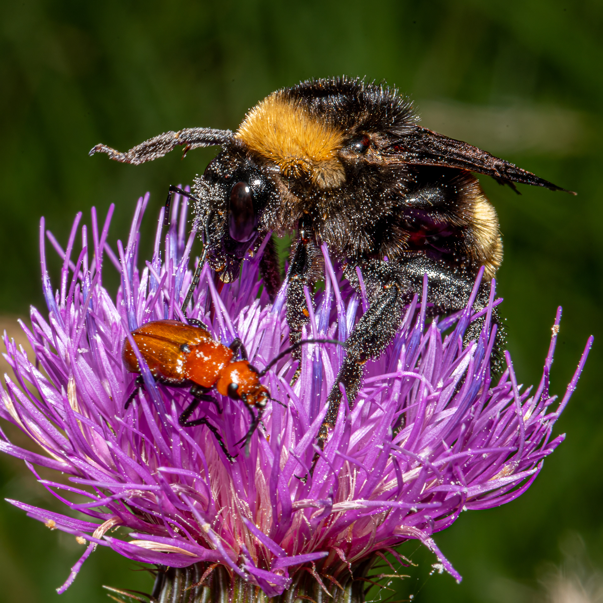 WILDLIFE IN FOCUS 2025 AWARDS - 3RD PLACE BEES