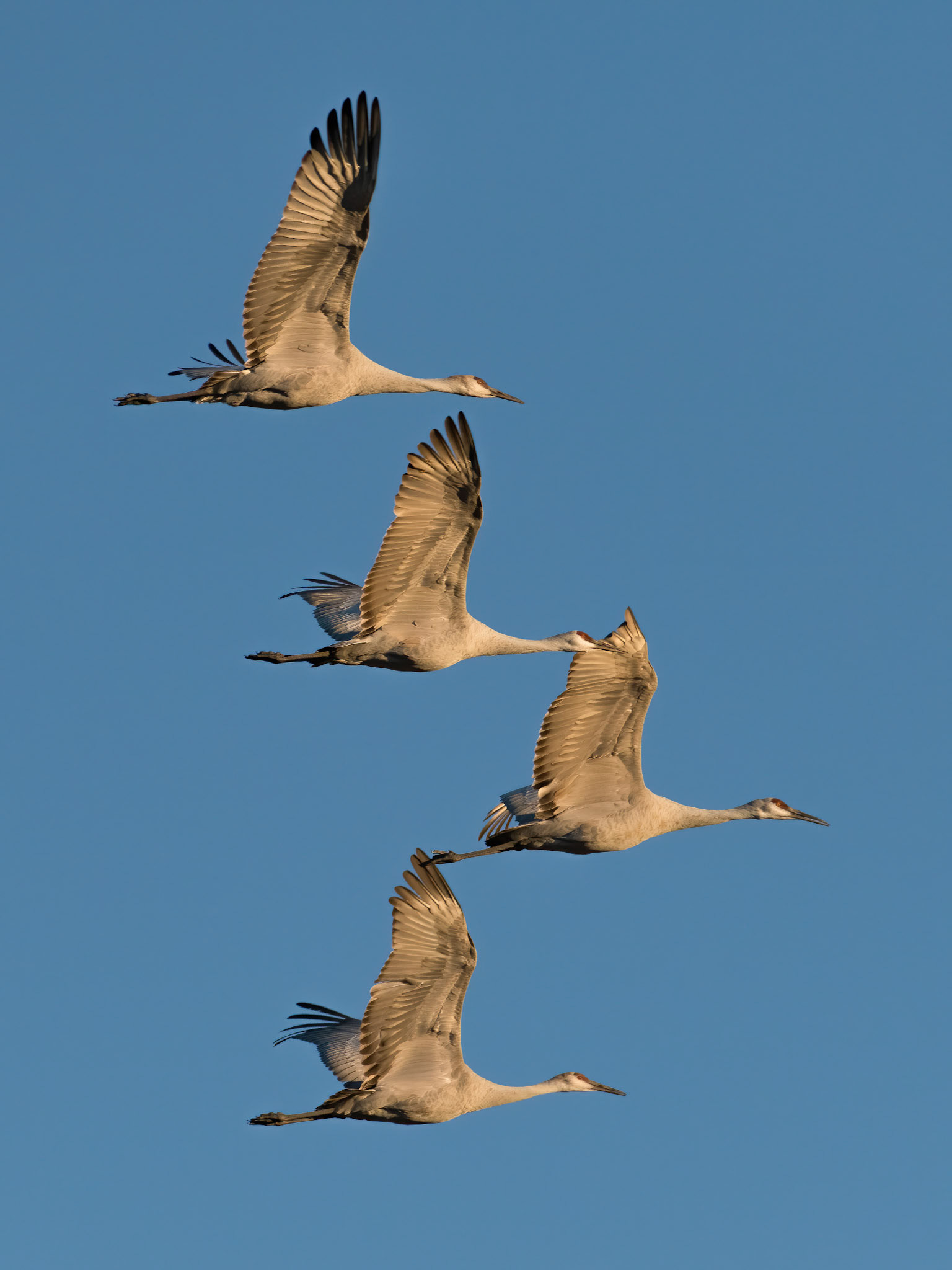 Sandhill Crane