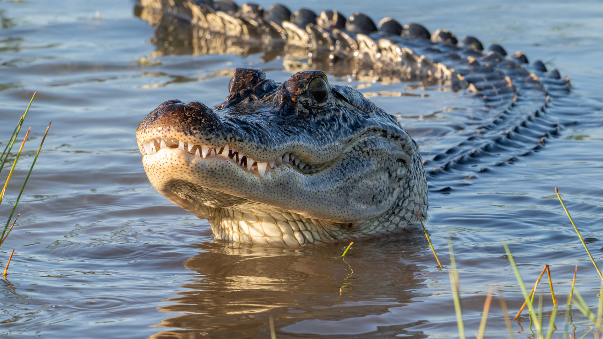 WILDLIFE IN FOCUS 2025 AWARDS - 1ST PLACE ALLIGATORS