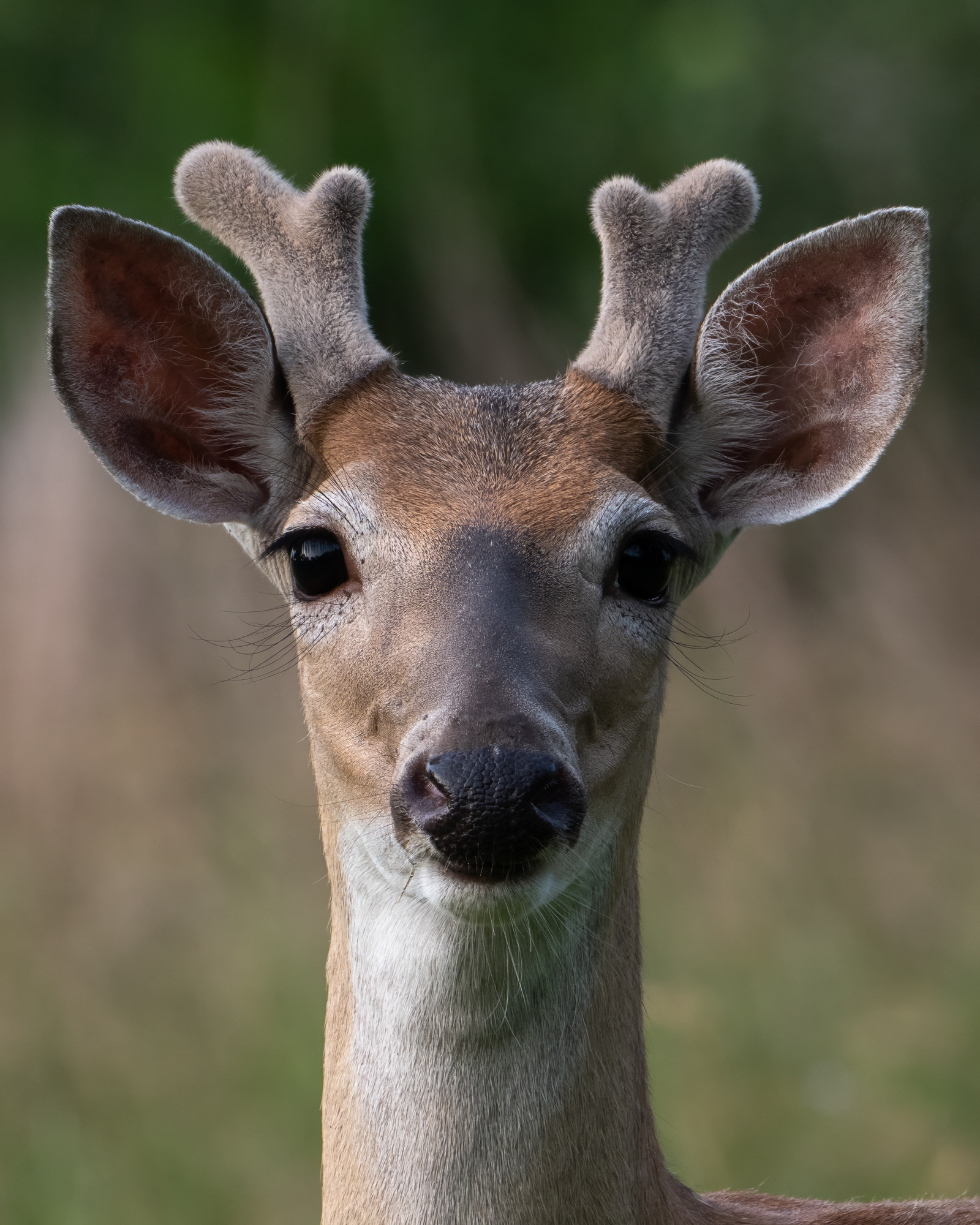 WILDLIFE IN FOCUS 2025 AWARDS - 3RD PLACE DEER