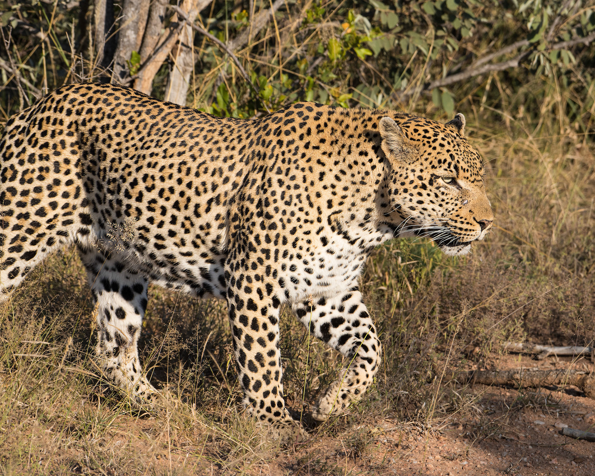Leopard