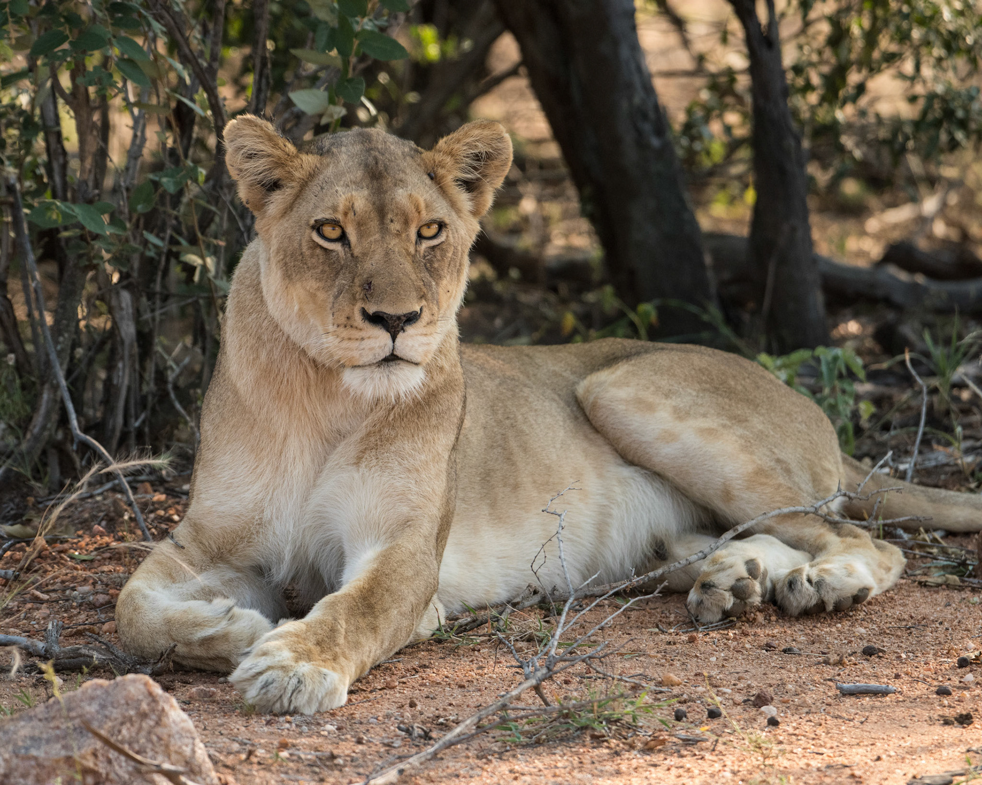 Female Lion