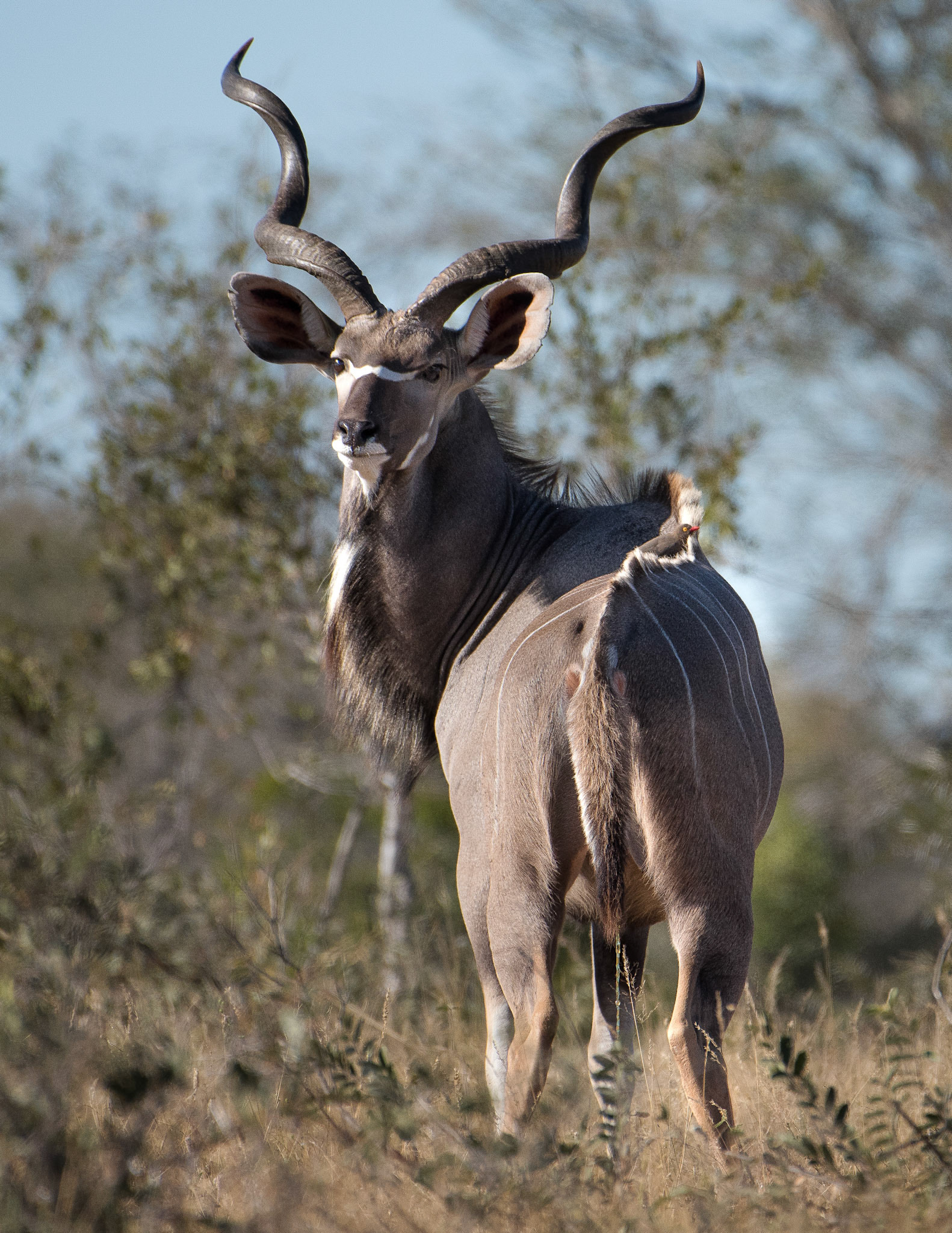 Male Kudu