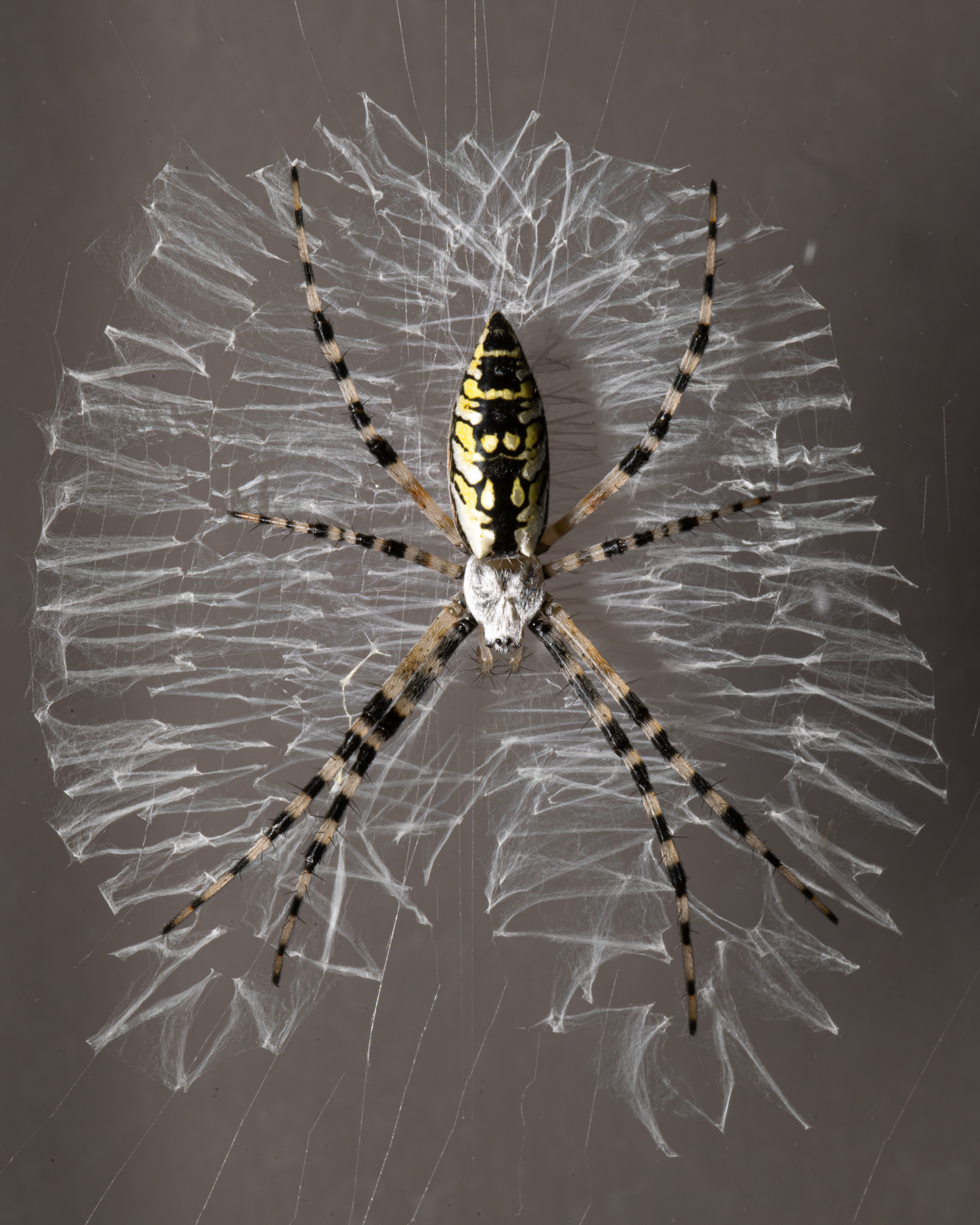 WILDLIFE IN FOCUS 2025 AWARDS - HONORABLE MENTION SPIDERS