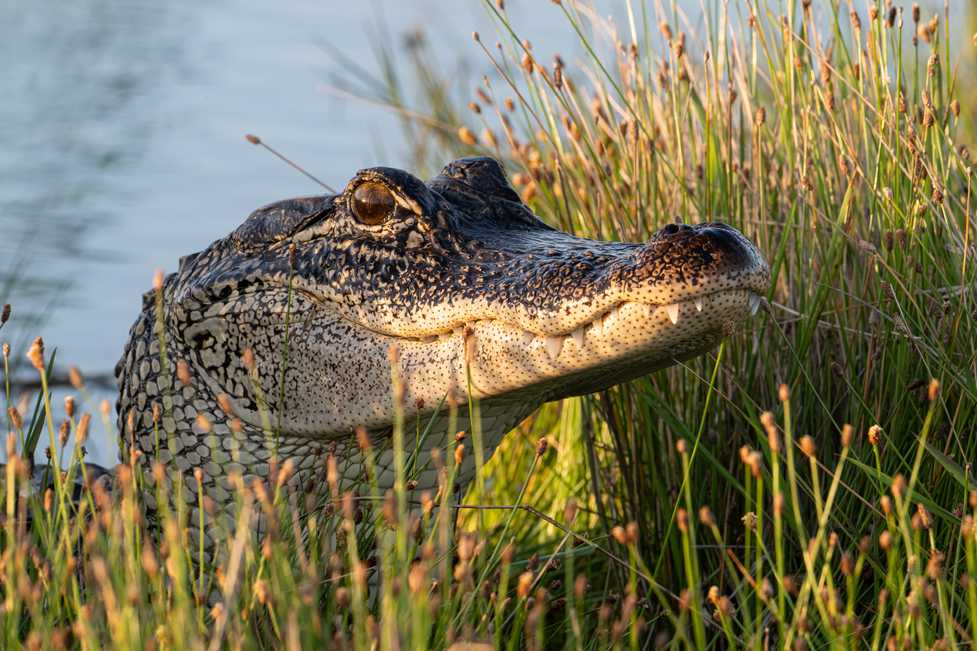 WILDLIFE IN FOCUS 2025 AWARDS - 3RD PLACE FULL FRAME