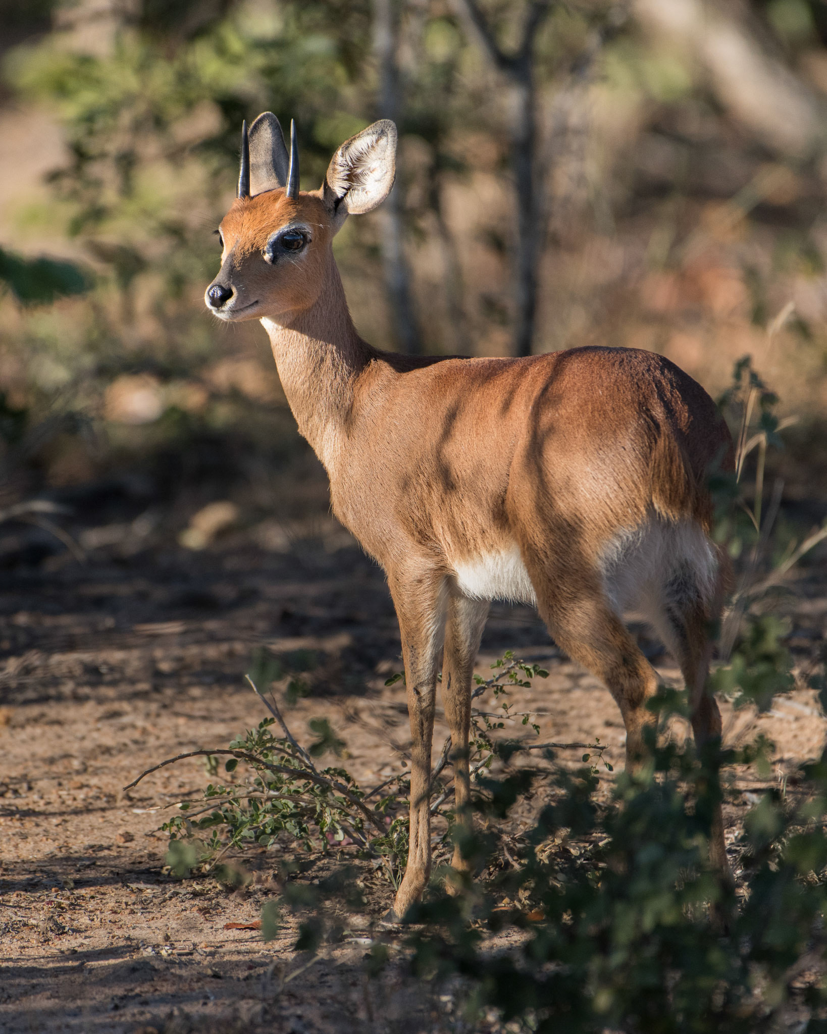 Male Steenbok