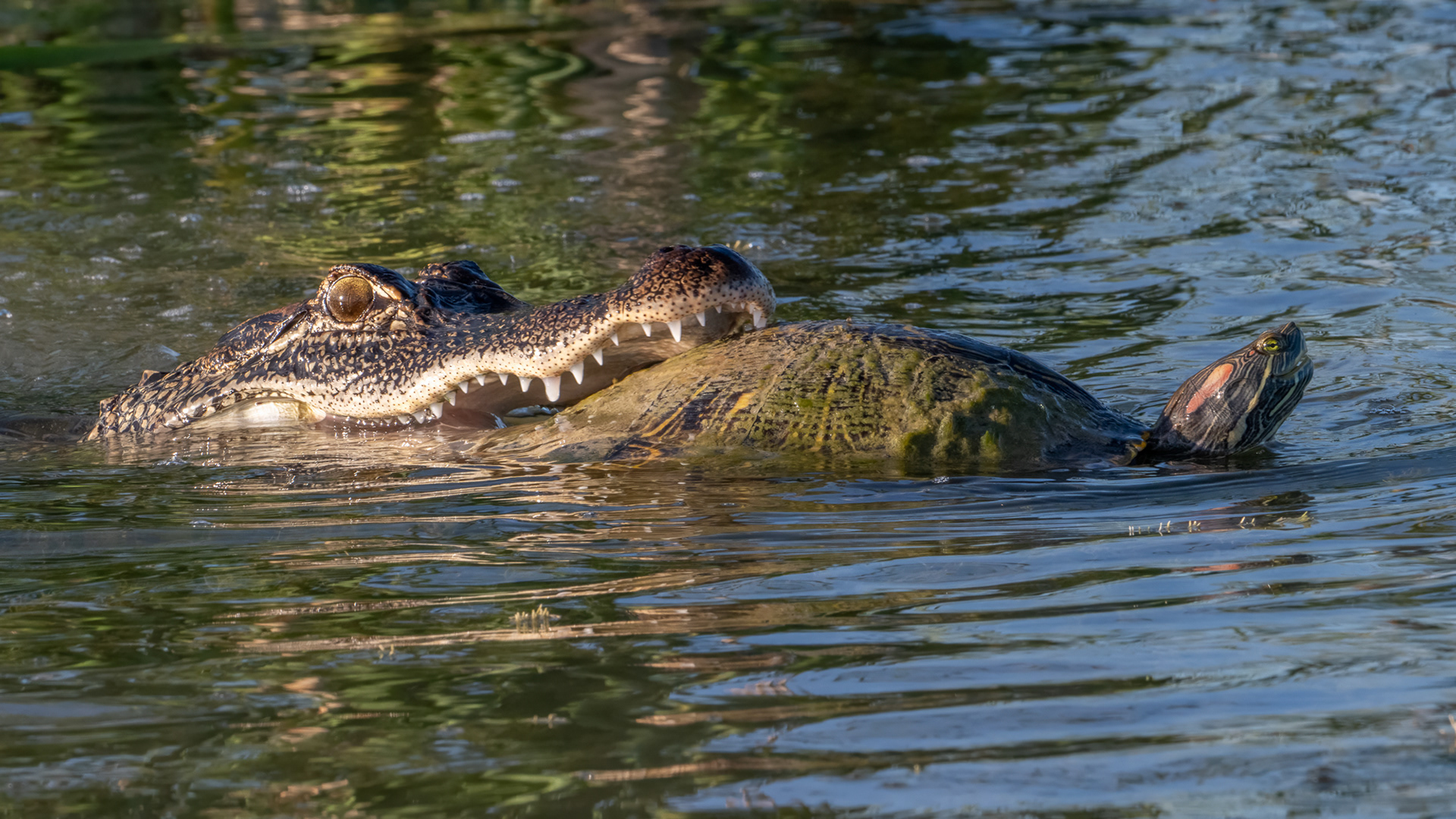 WILDLIFE IN FOCUS 2025 AWARDS - HONORABLE MENTION ALLIGATORS