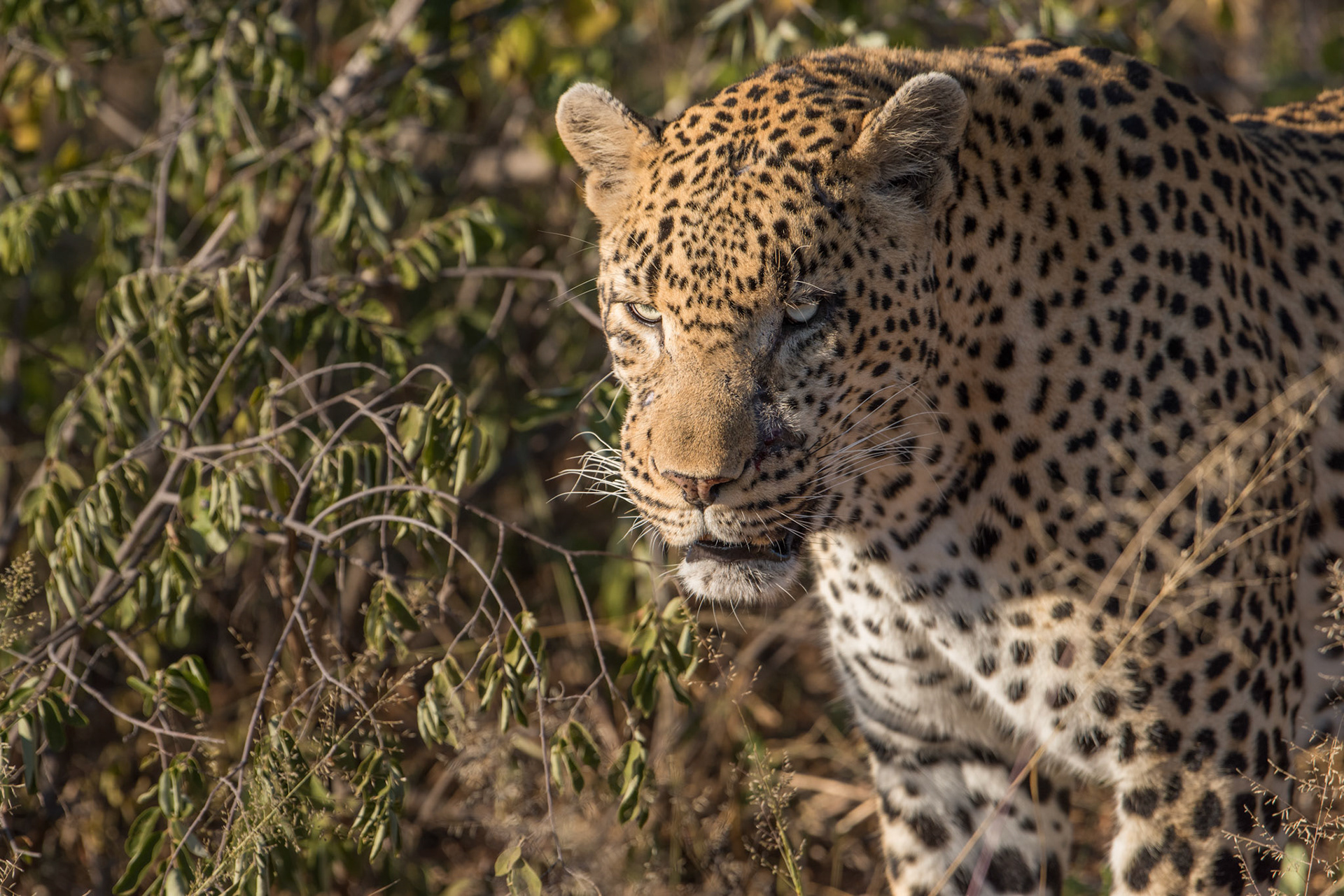 Leopard
