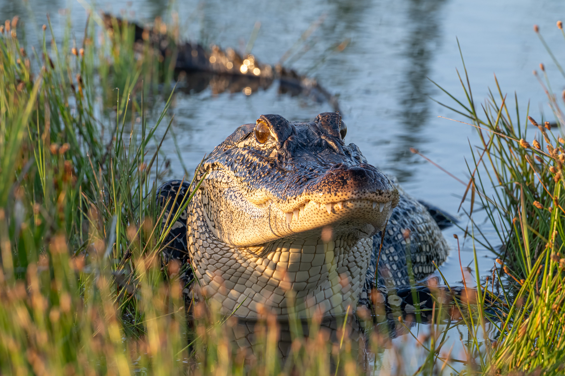 WILDLIFE IN FOCUS 2025 AWARDS - 2ND PLACE ALLIGATORS