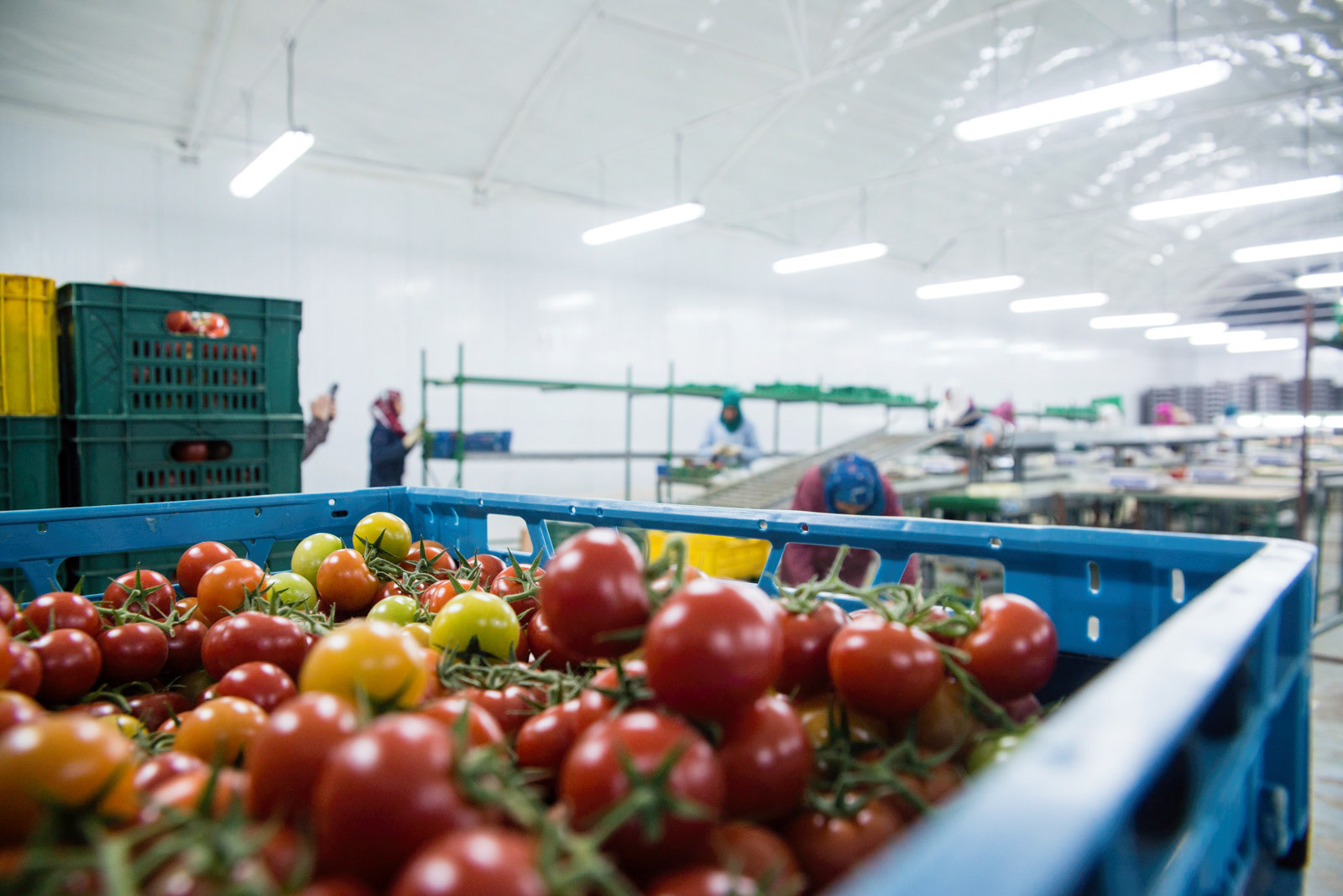 Reportage Agriculture Mercy Corps
