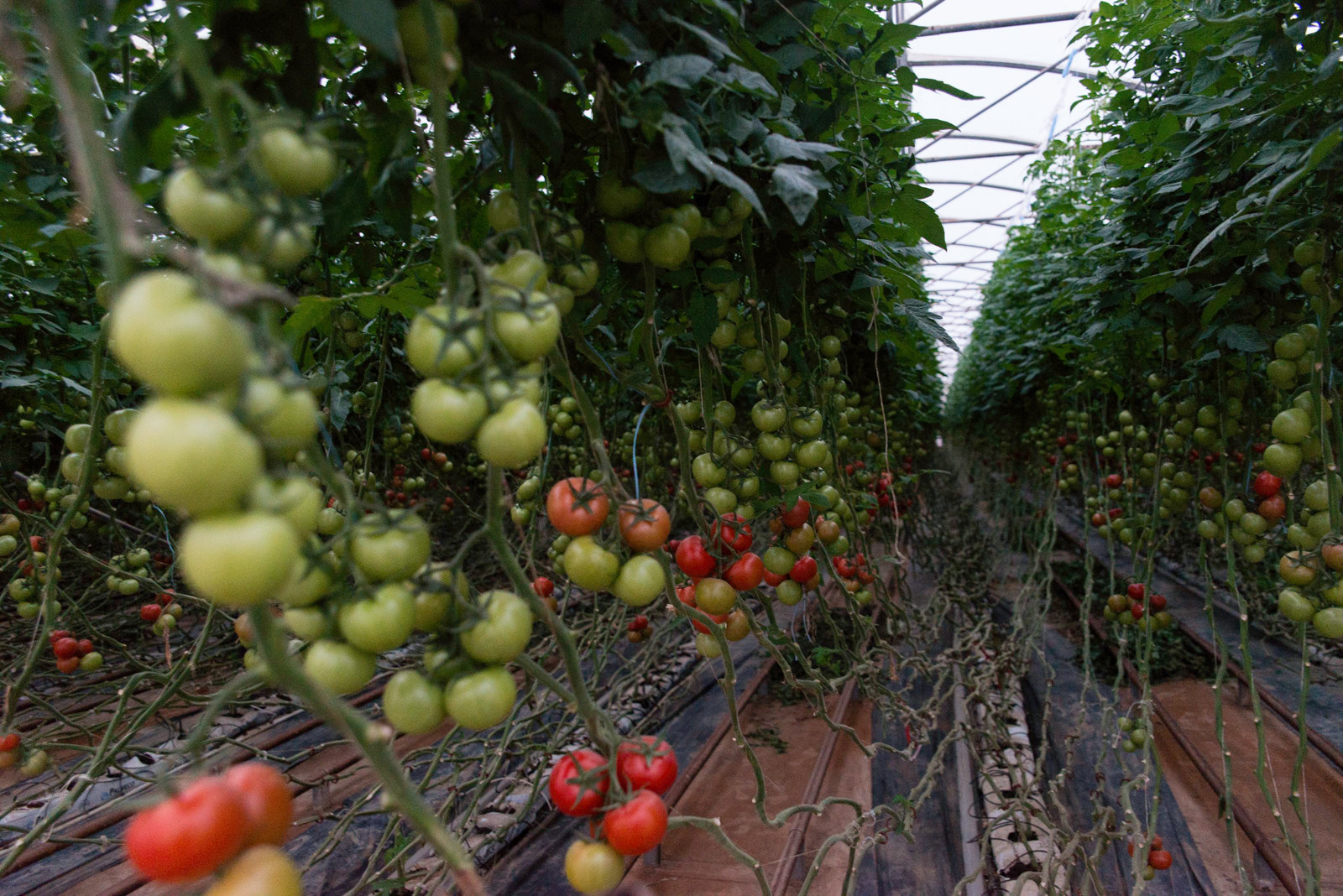 Reportage Agriculture Mercy Corps