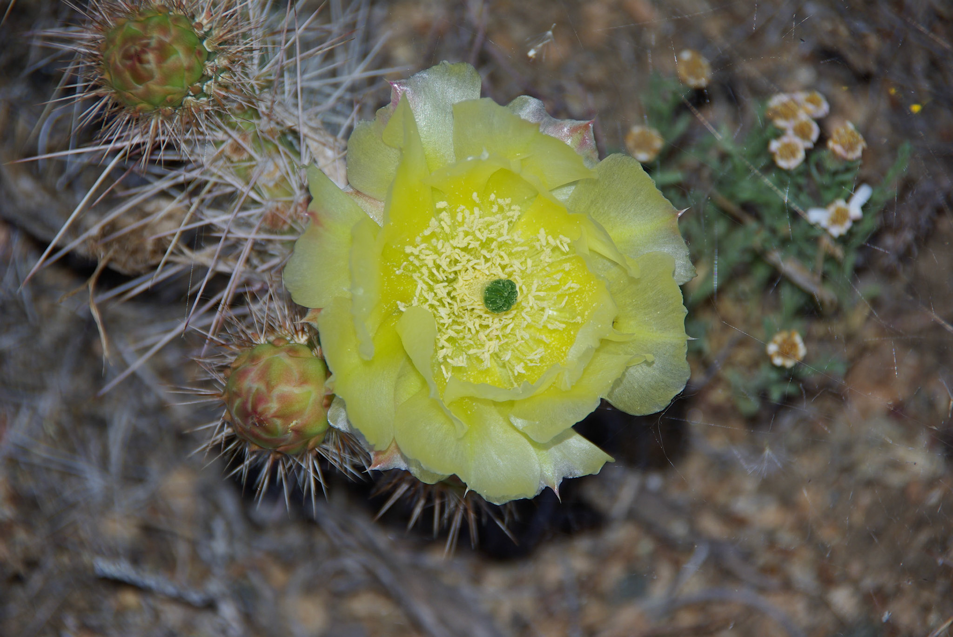 More mountain beauty