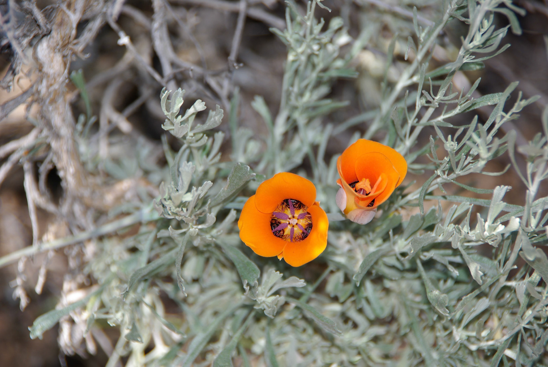 Bright flowers are still in bloon at 5800' altitude
