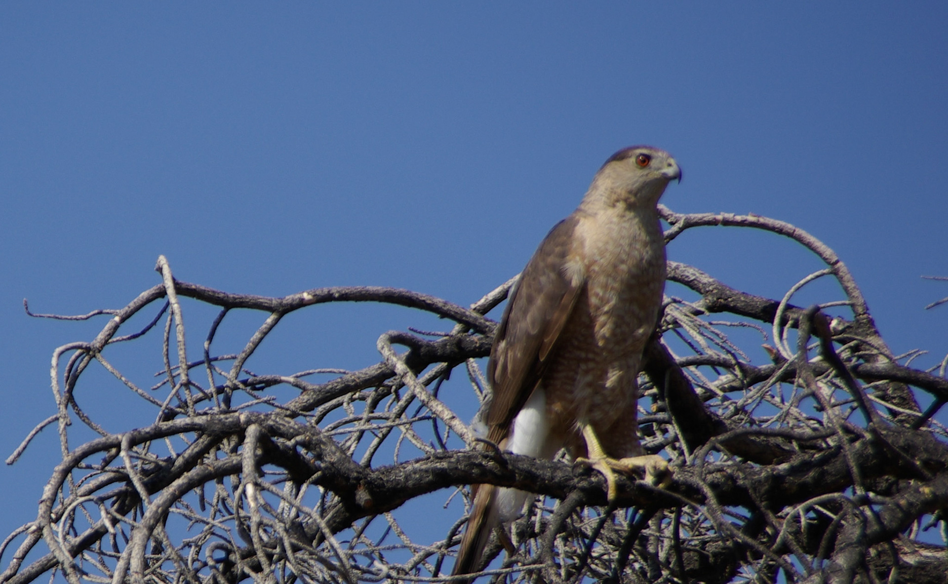 Majestic Whitetail Hawk Guards the Camp Site