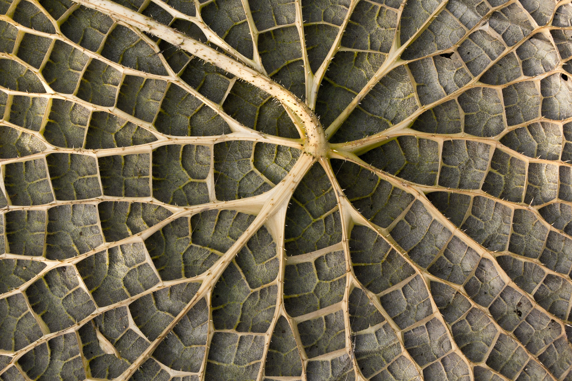 Entstanden auf dem Worldwide Photo Walk 2015 in Braunschweig.